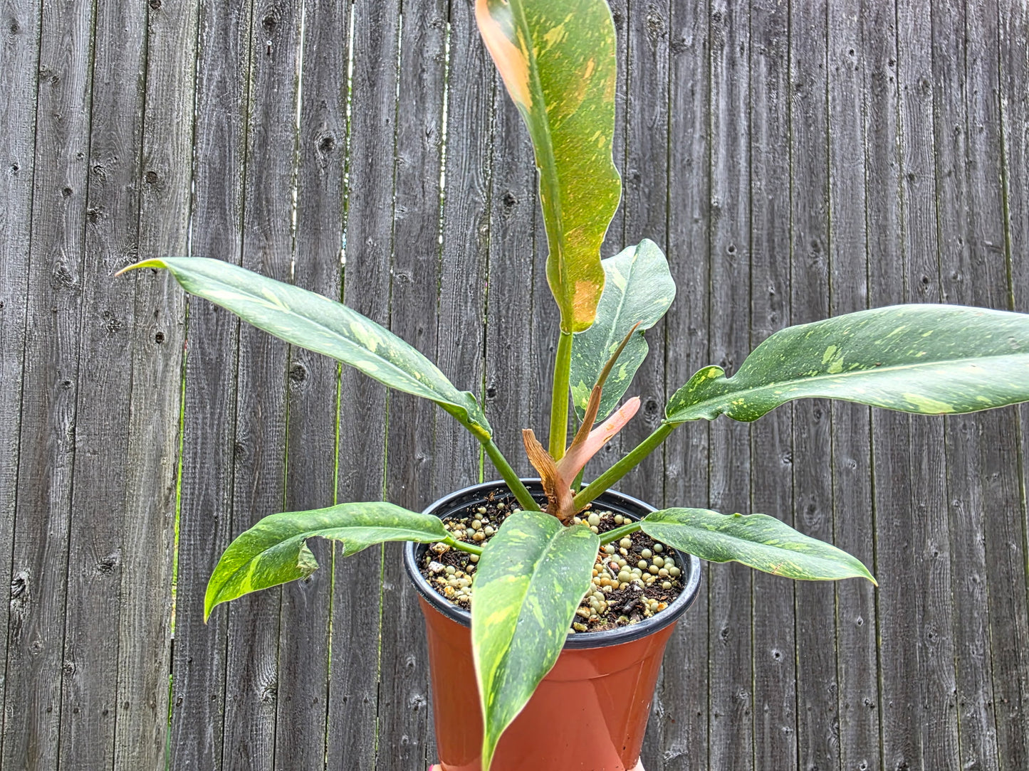 Philodendron Ring of Fire