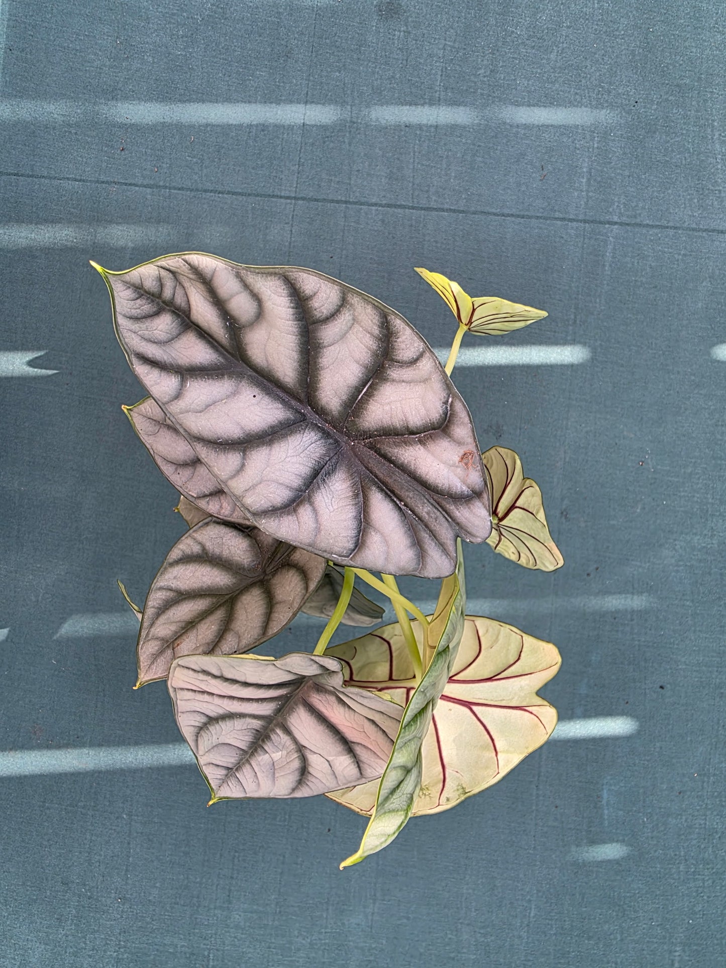 Alocasia Silver Dragon