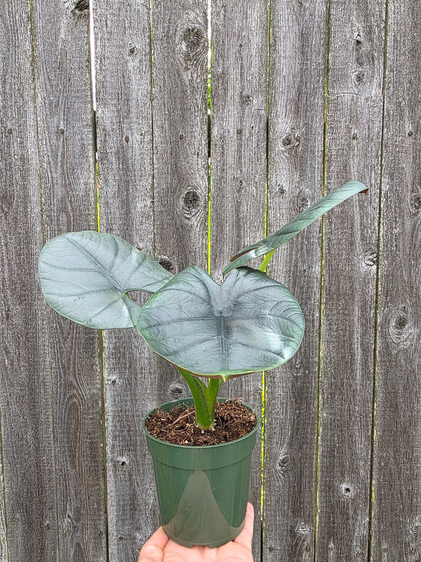 Alocaisia Reginae