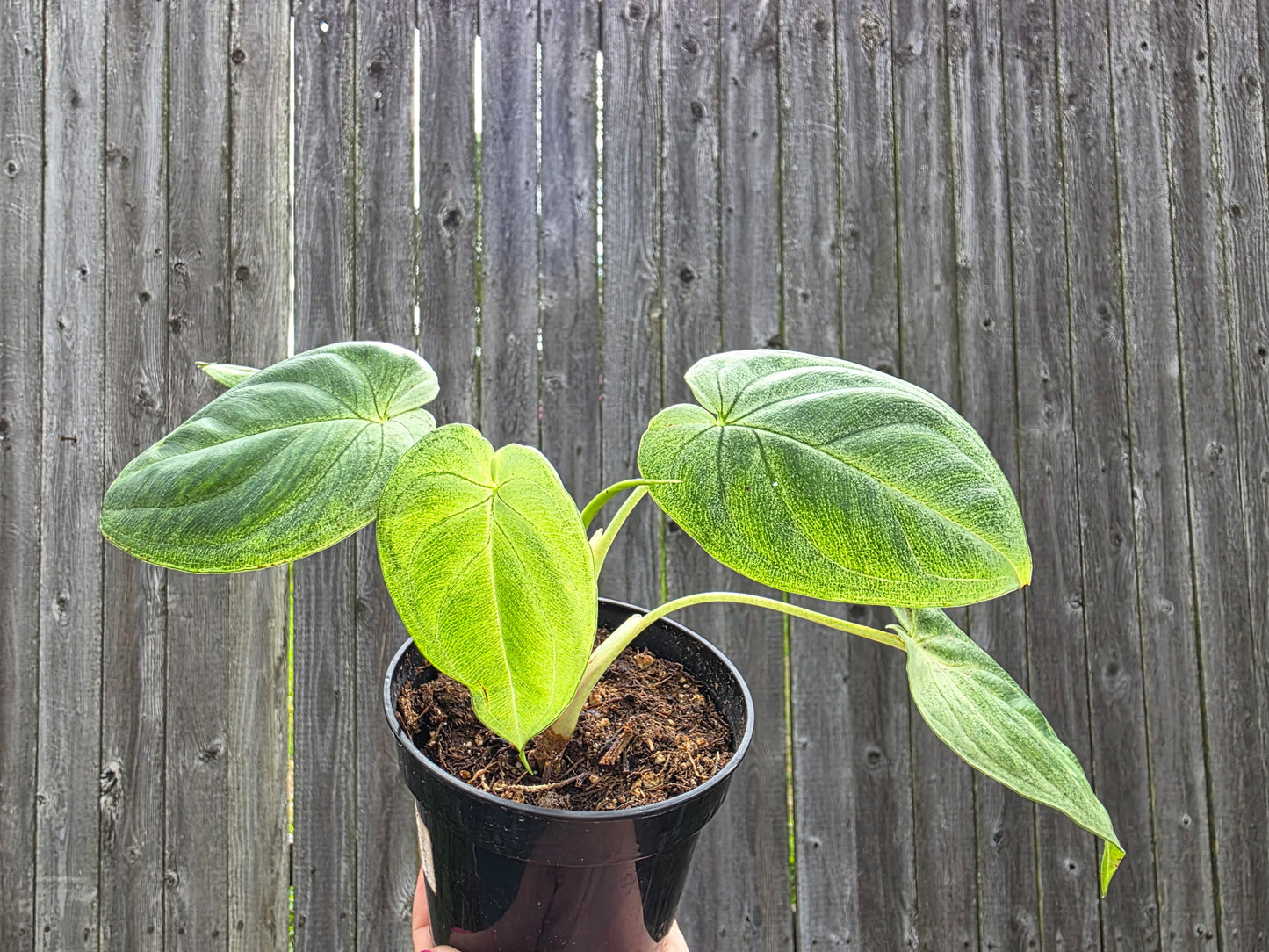 Ficus Umbellata