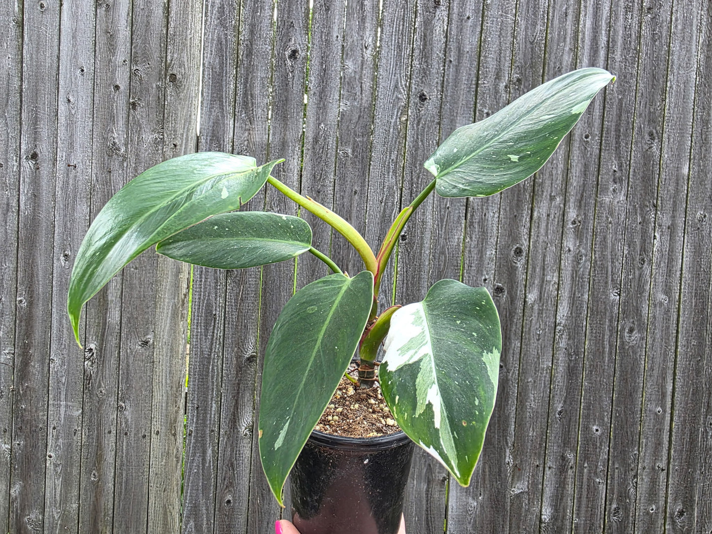Philodendron White Princess