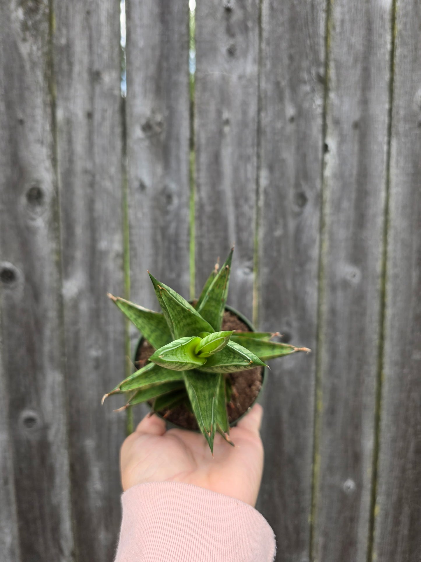 Sansevieria Tower
