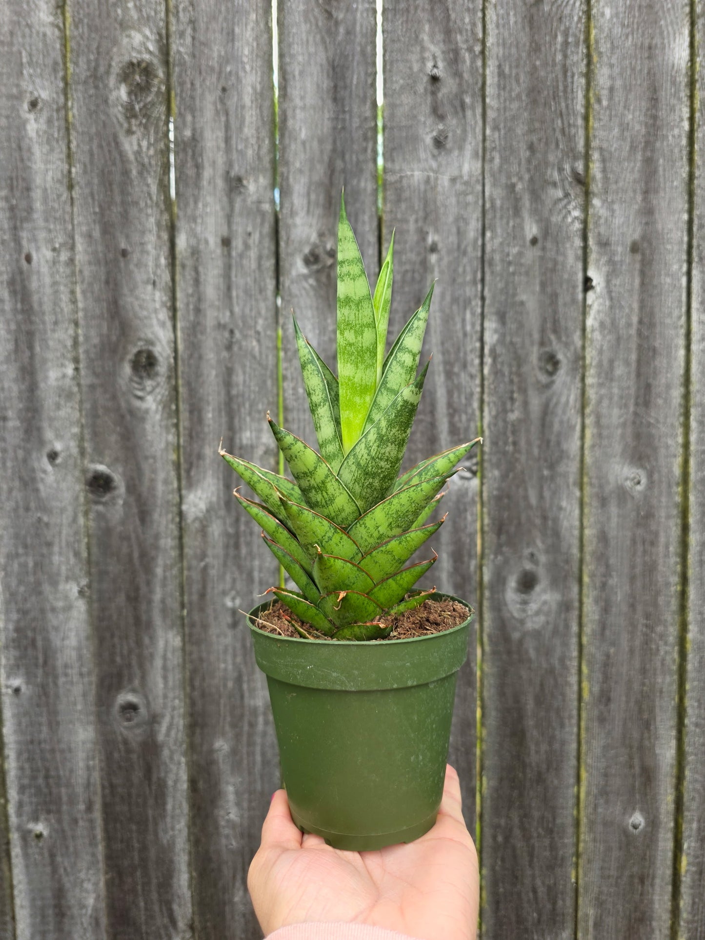 Sansevieria Tower