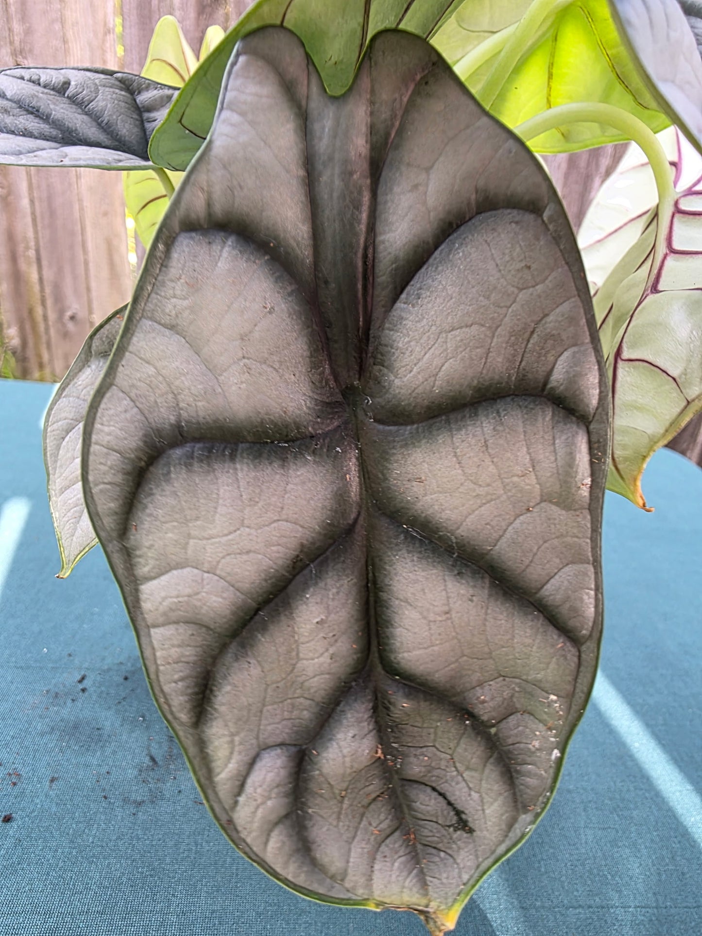 Alocasia Silver Dragon