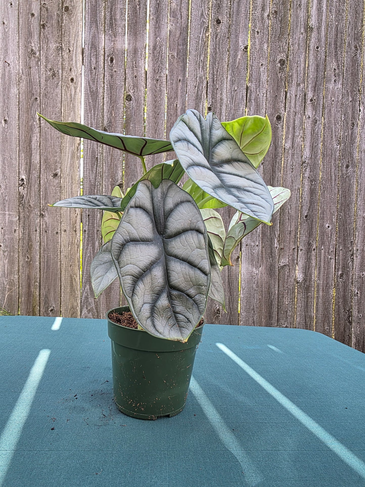 Alocasia Silver Dragon