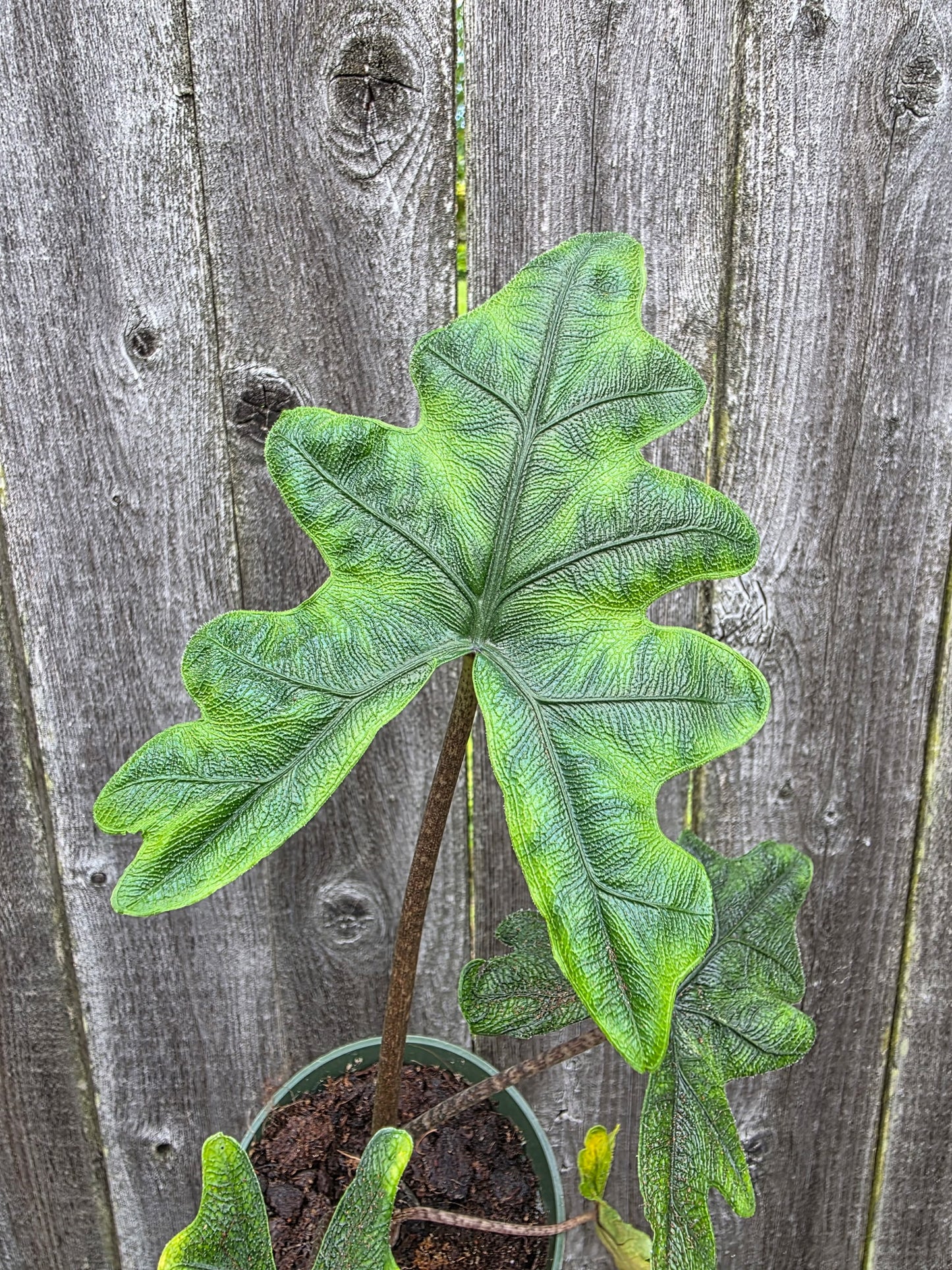 Alocaisia Jacklyn