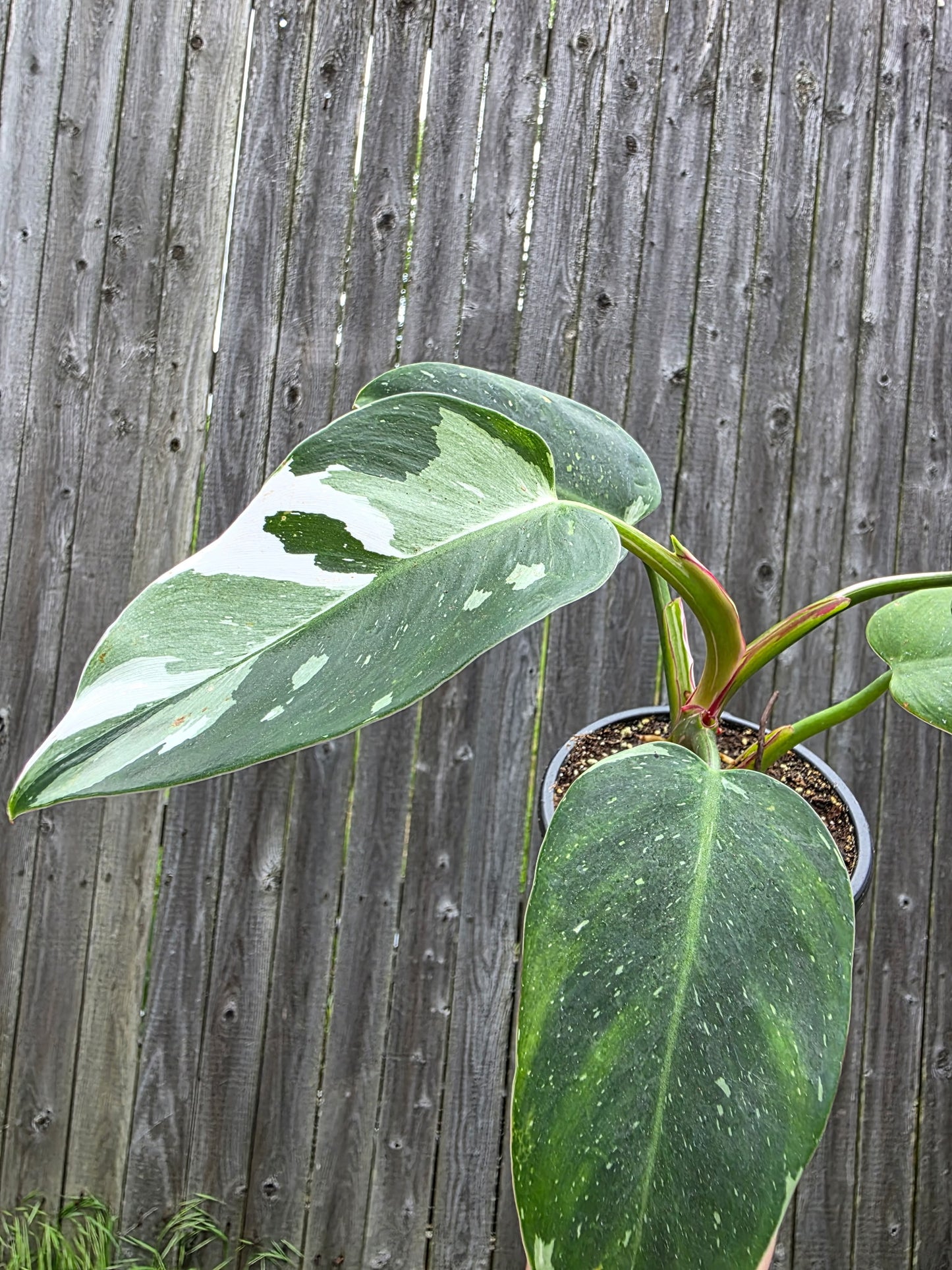 Philodendron White Princess