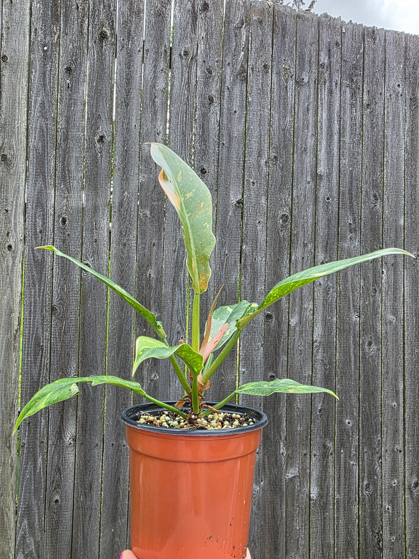 Philodendron Ring of Fire