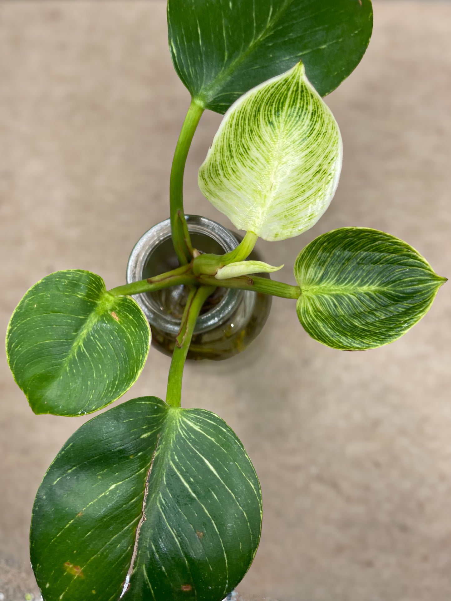 Apple Philodendron