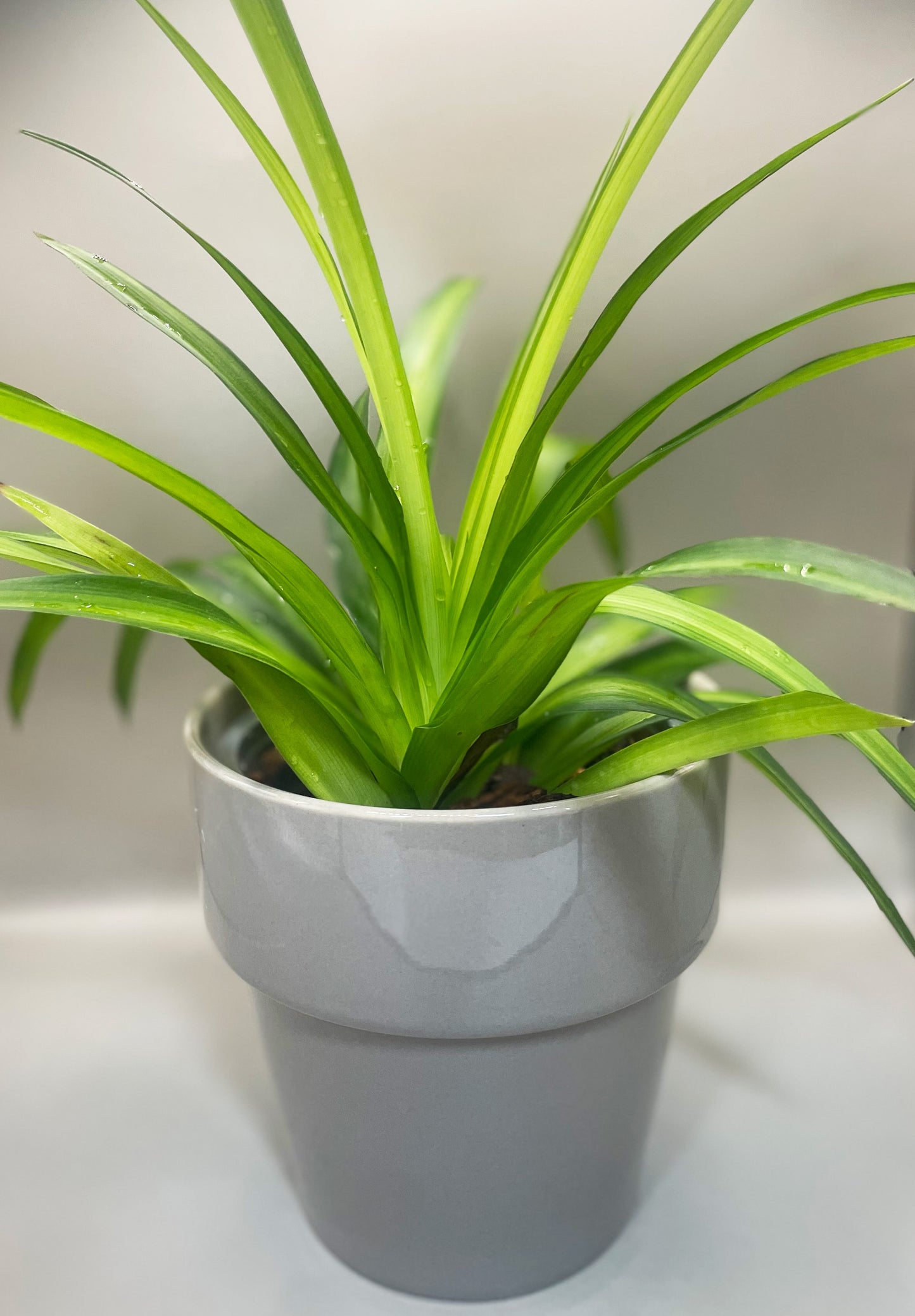 Hawaiian Spider Plant