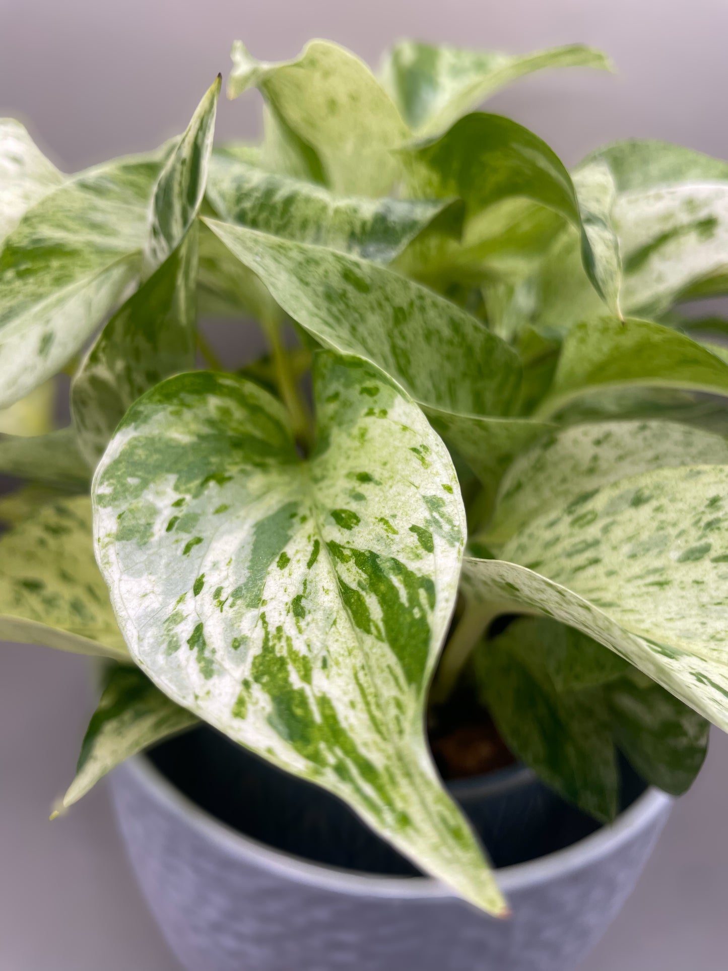 Snow Queen Pothos