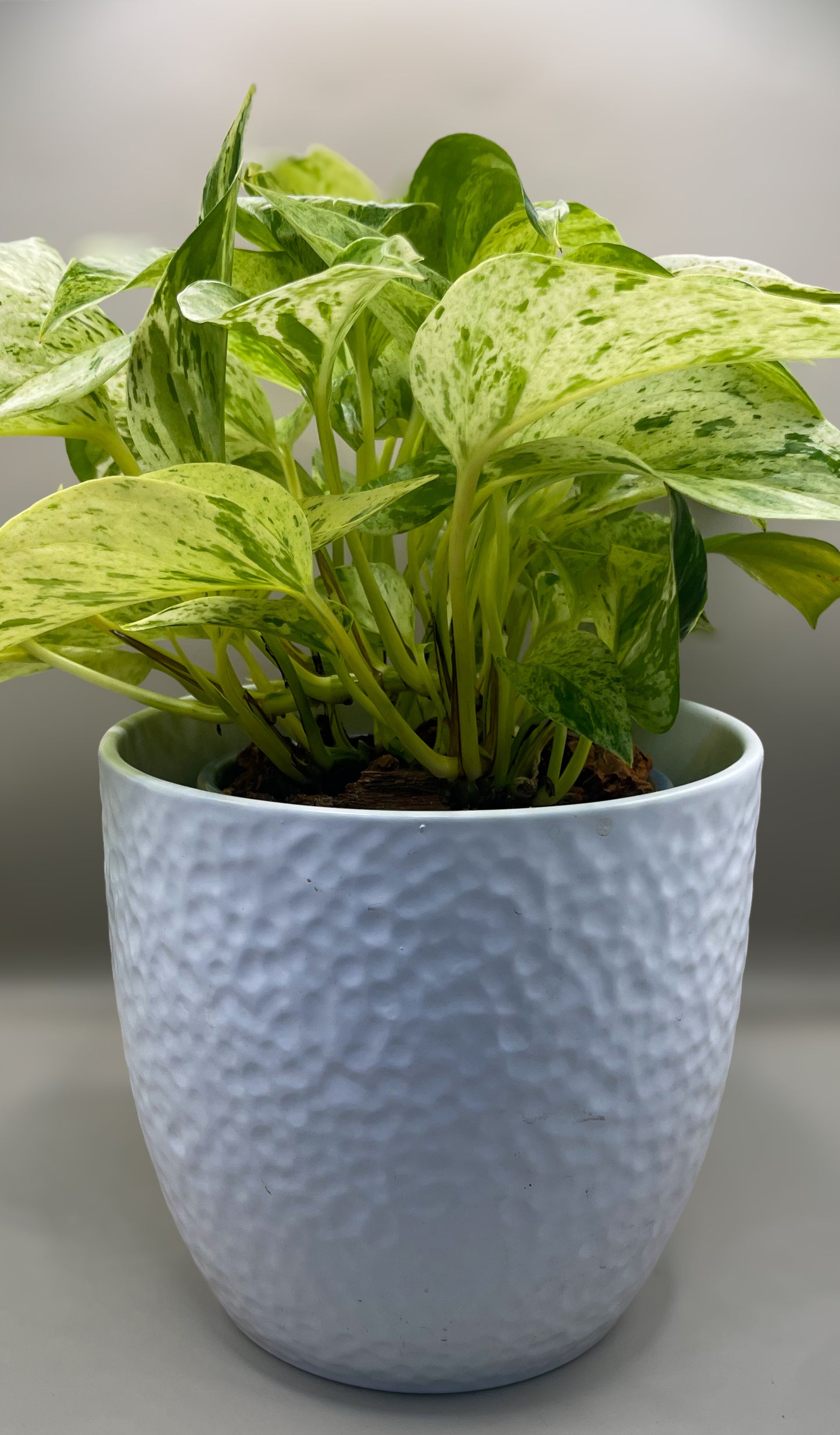 Snow Queen Pothos
