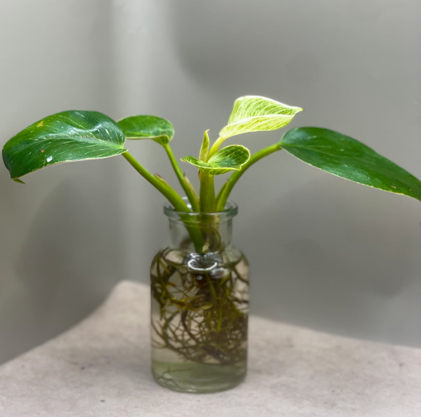 Birkin Philodendron