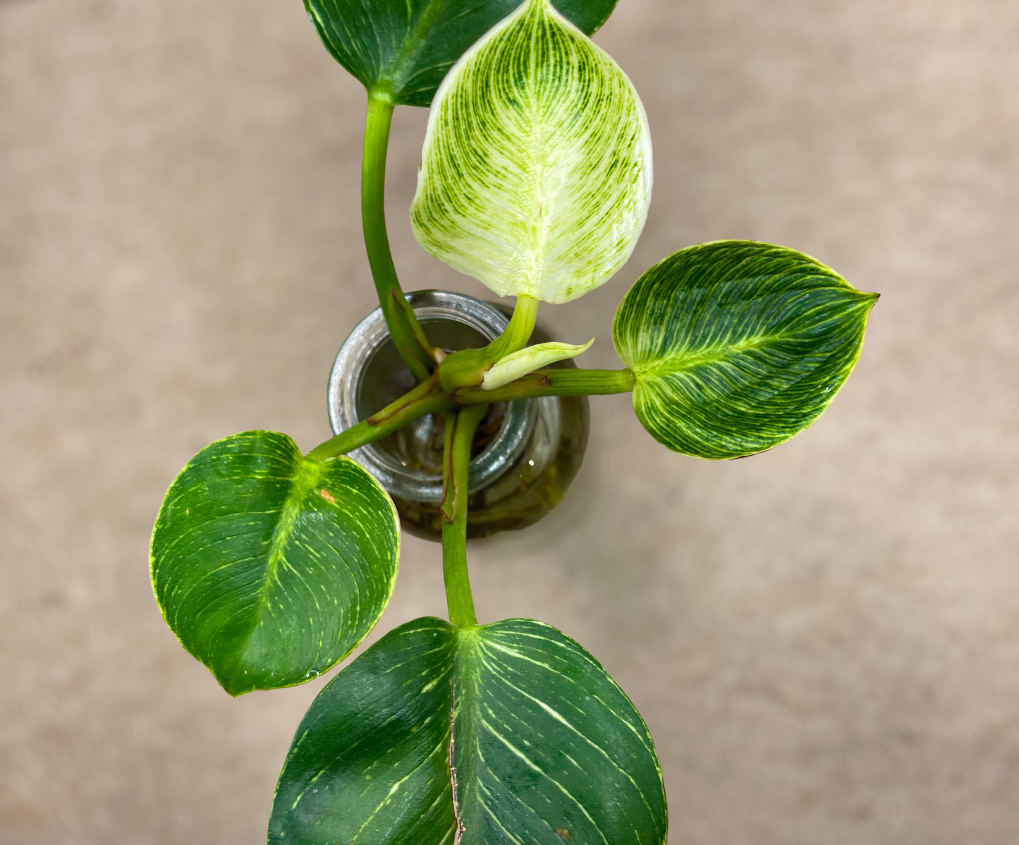Birkin Philodendron