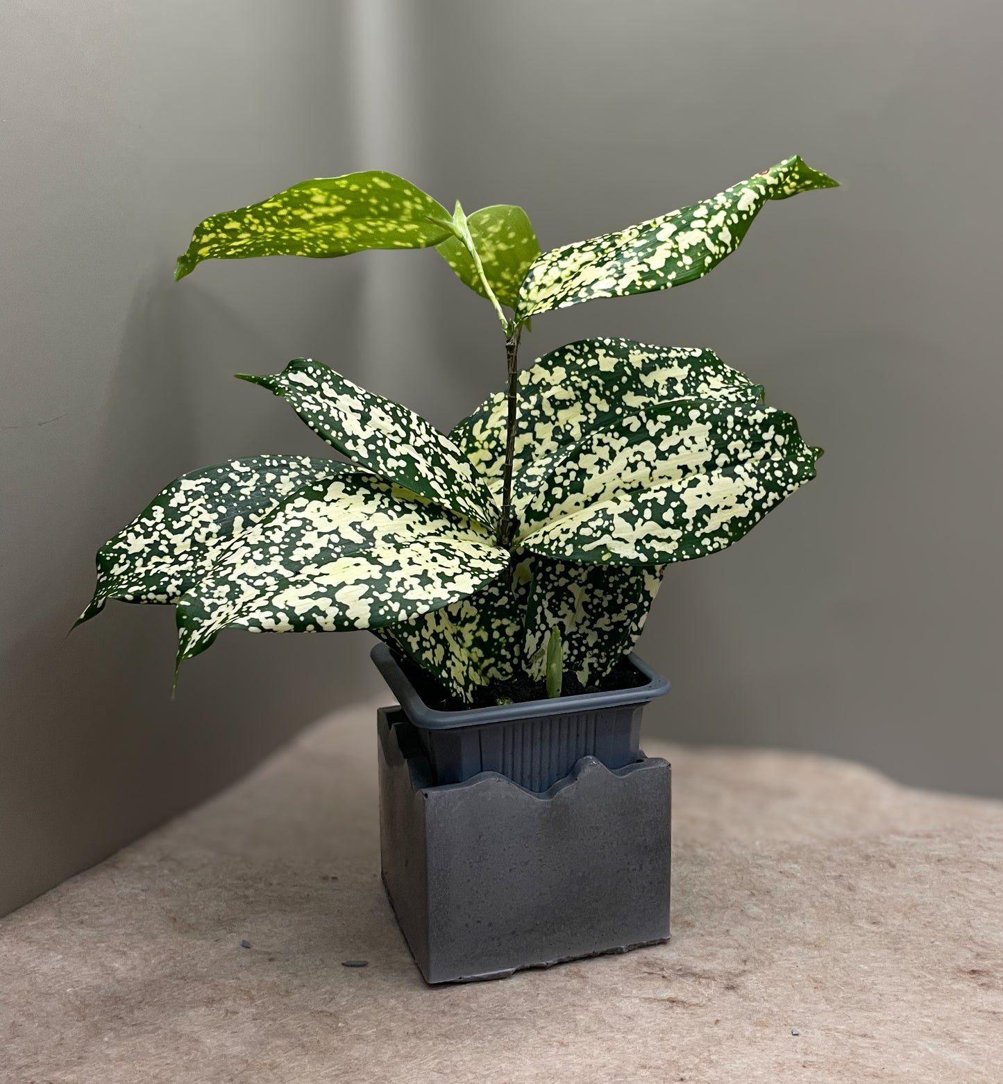 Dracaena Godseffiana