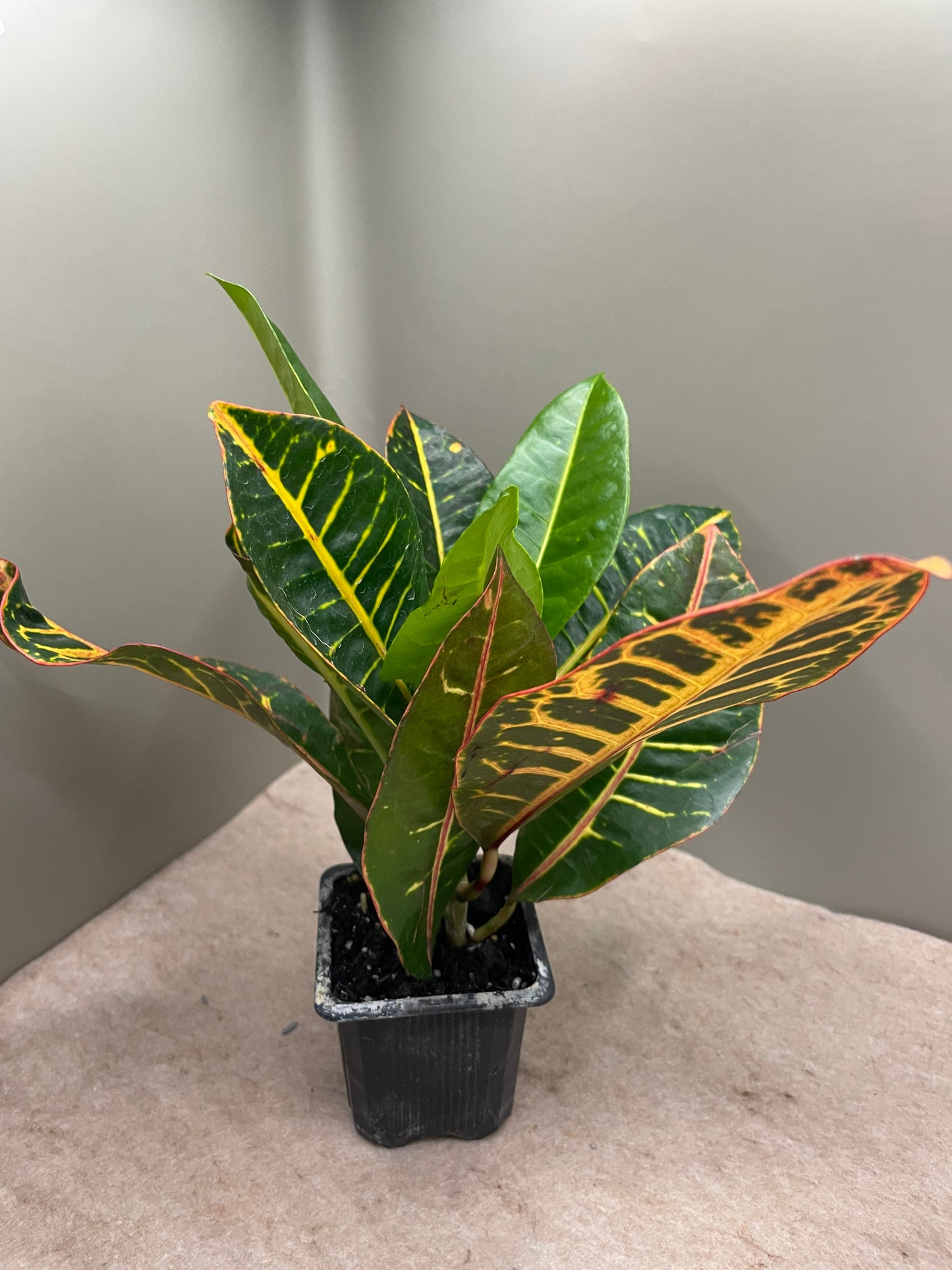 Croton Petra