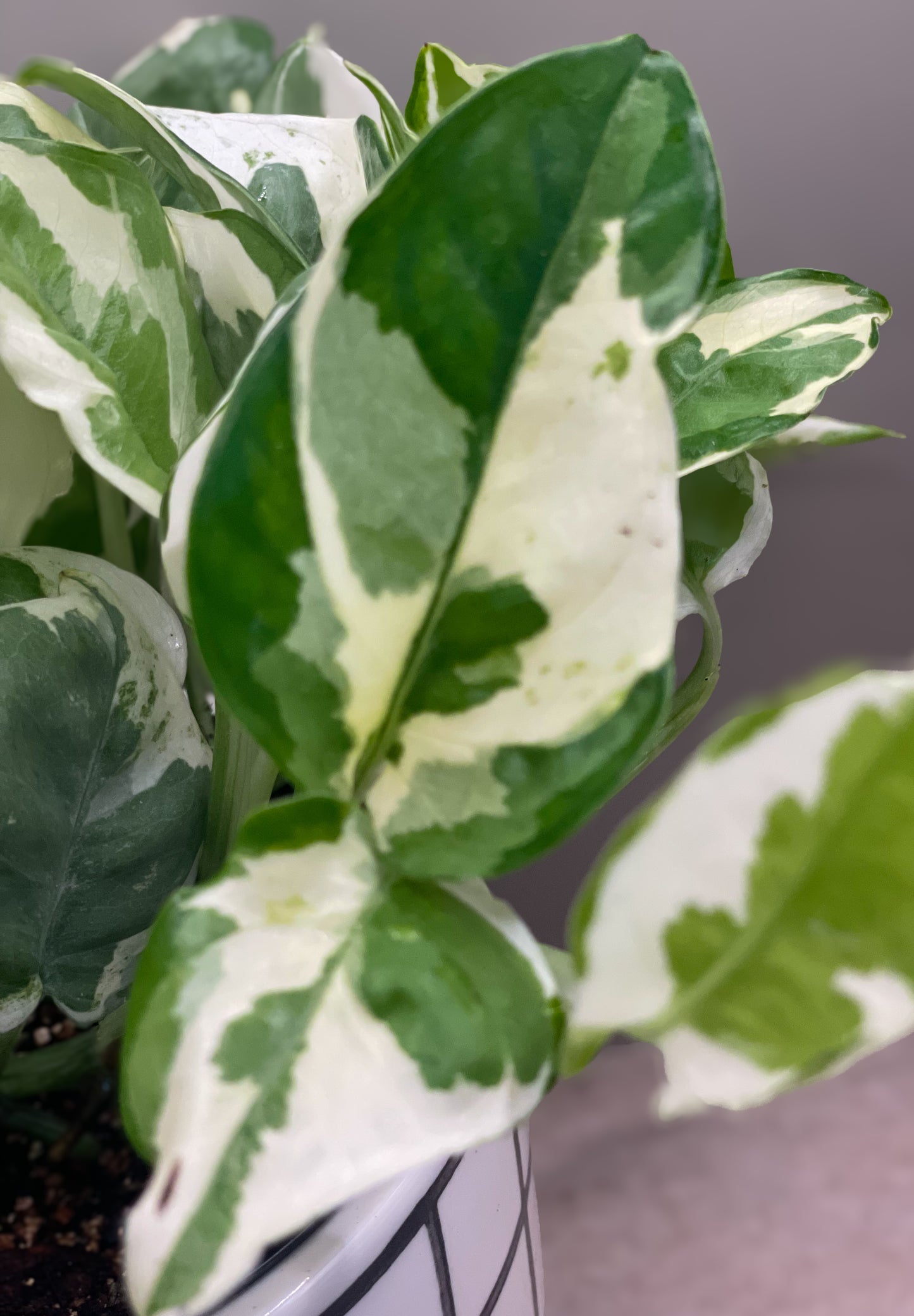 Pearls and Jade Pothos