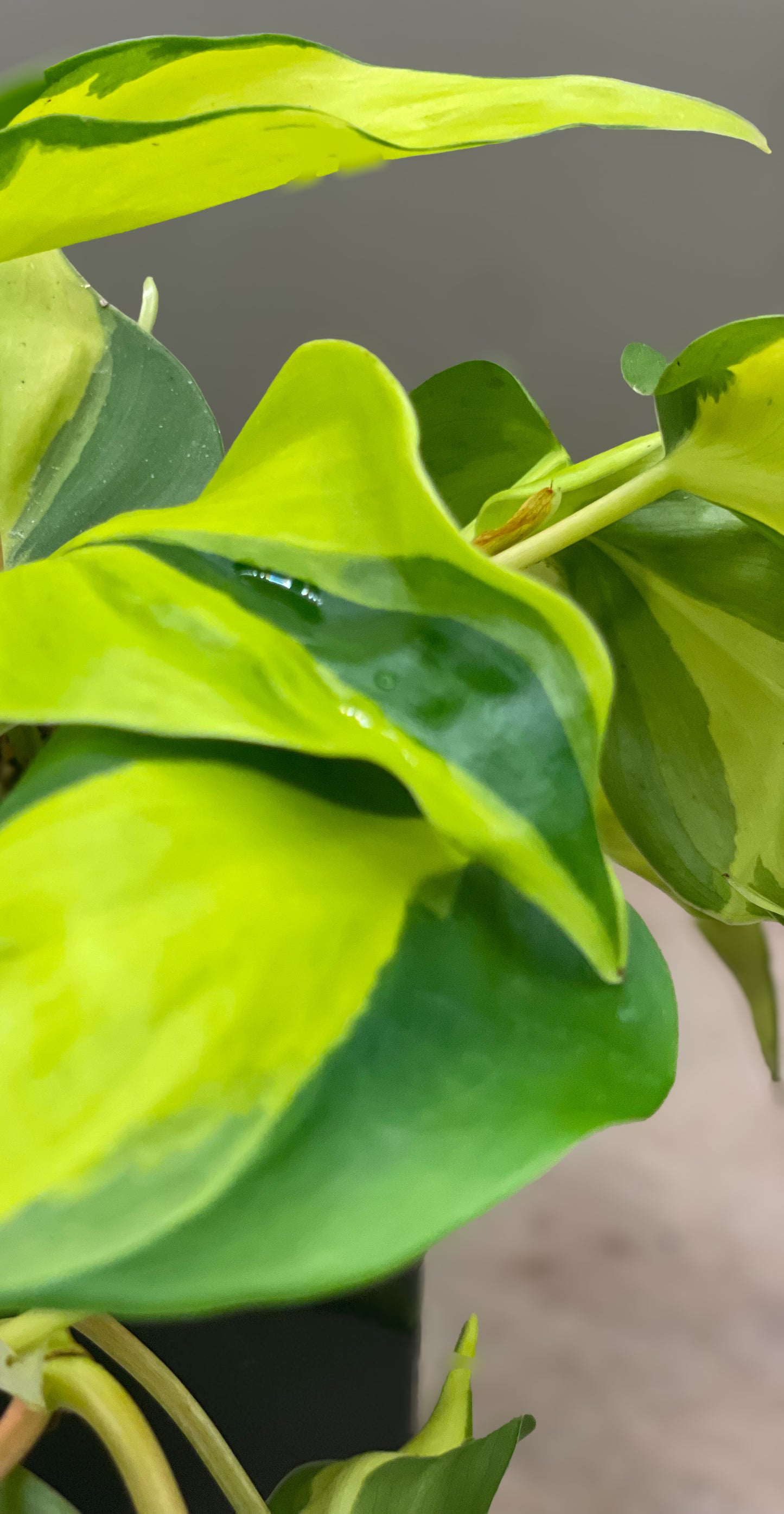 Brasil Philodendron