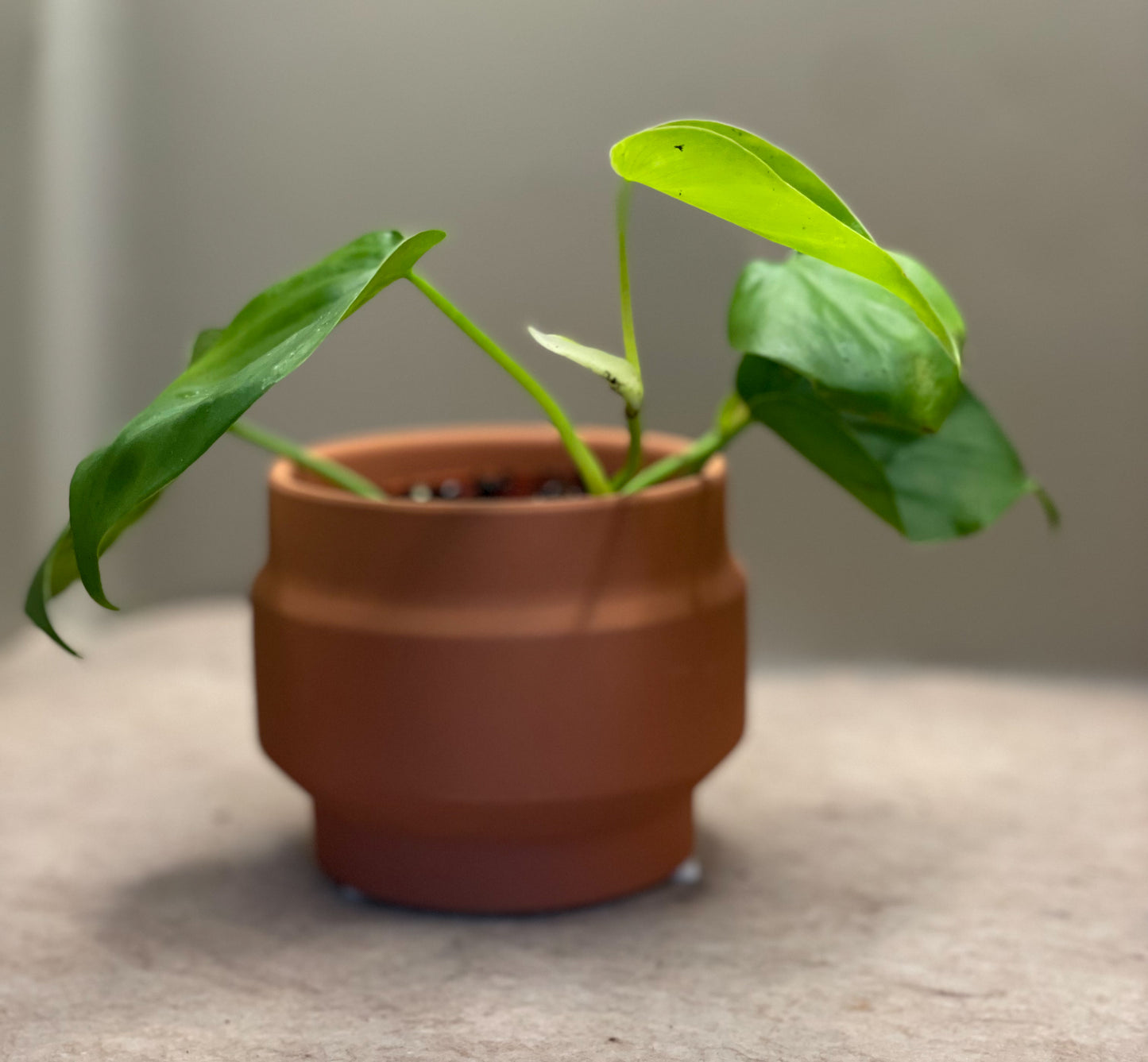Green Philodendron