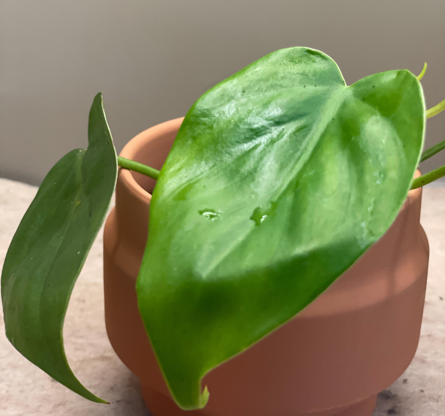 Green Philodendron