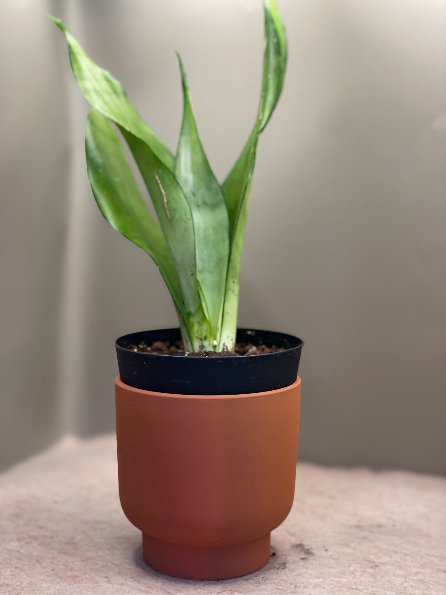 Moonshine Snake Plant