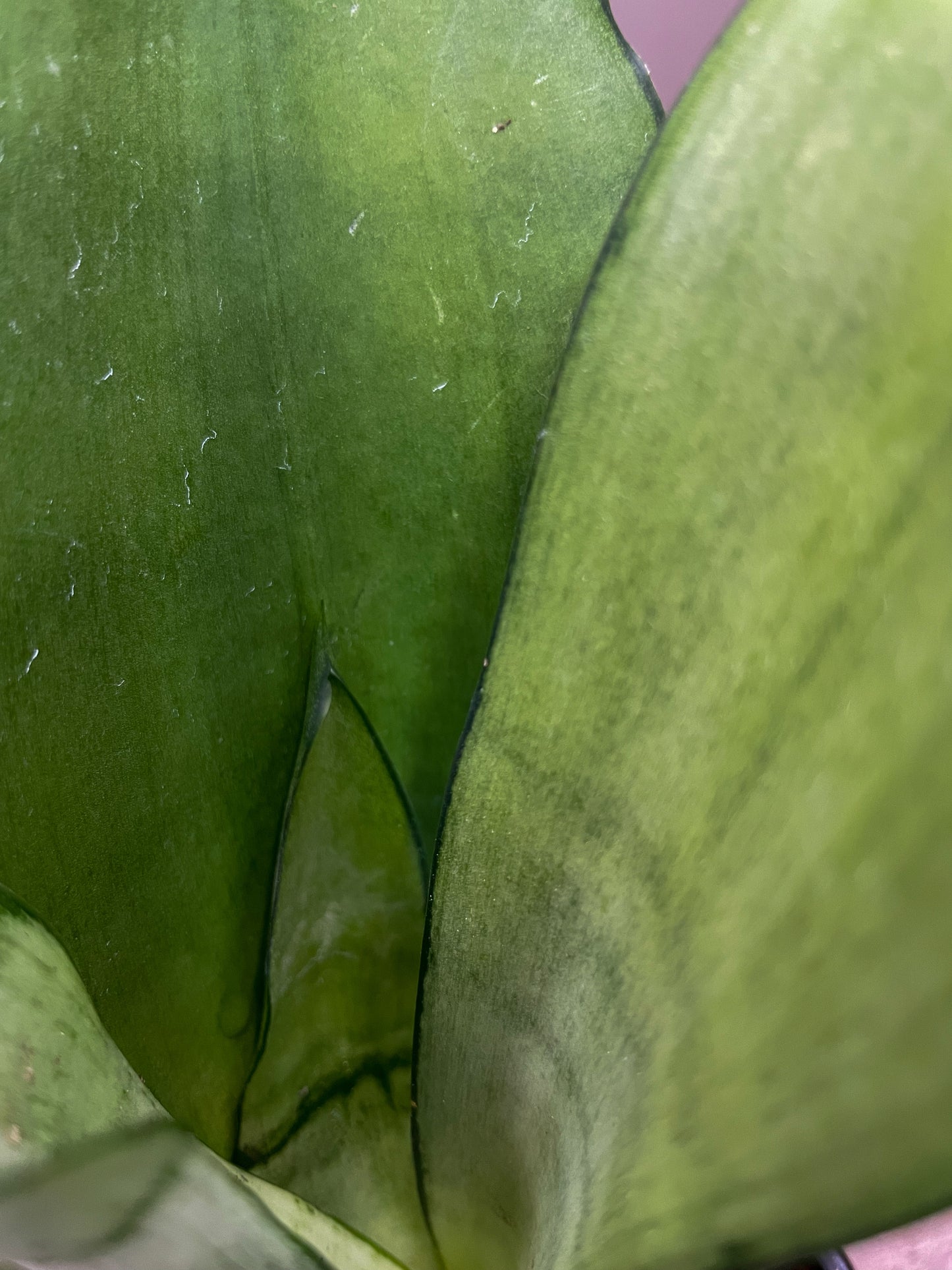 Moonshine Snake Plant