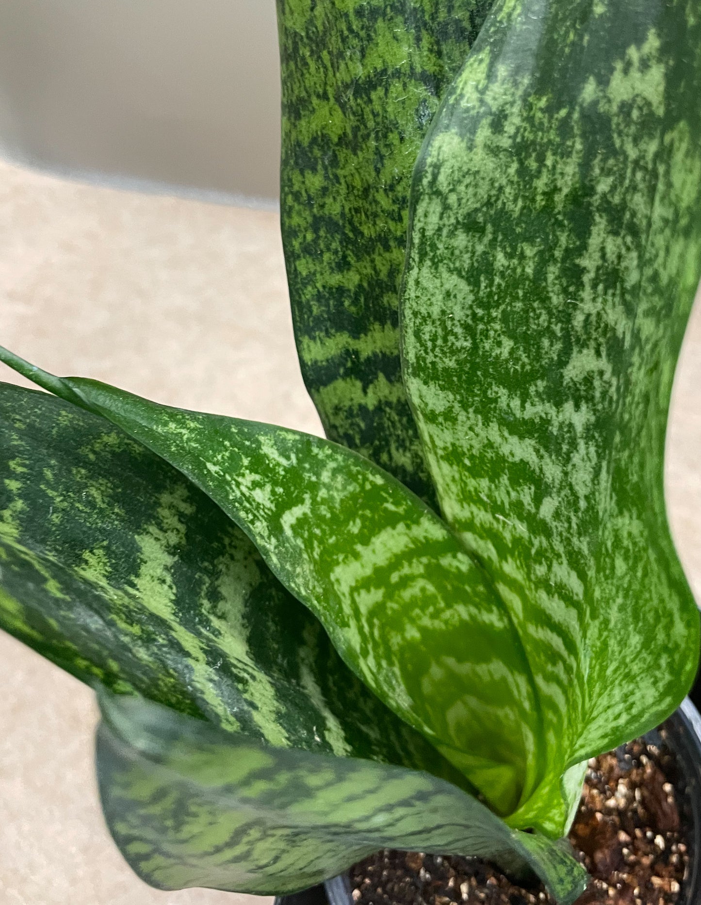 Zeylancia Snake Plant