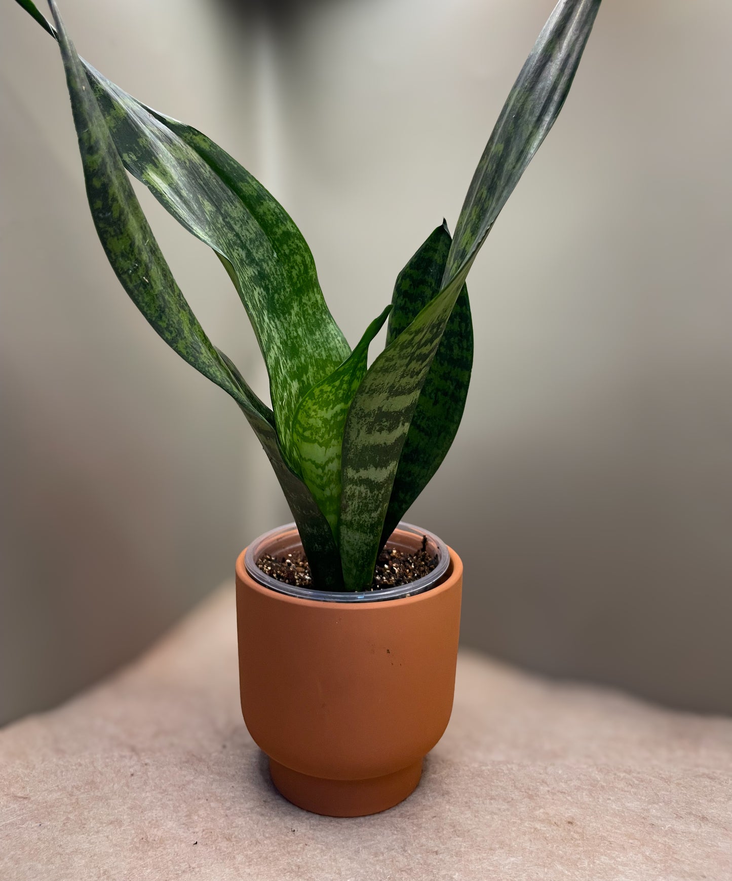 Zeylancia Snake Plant