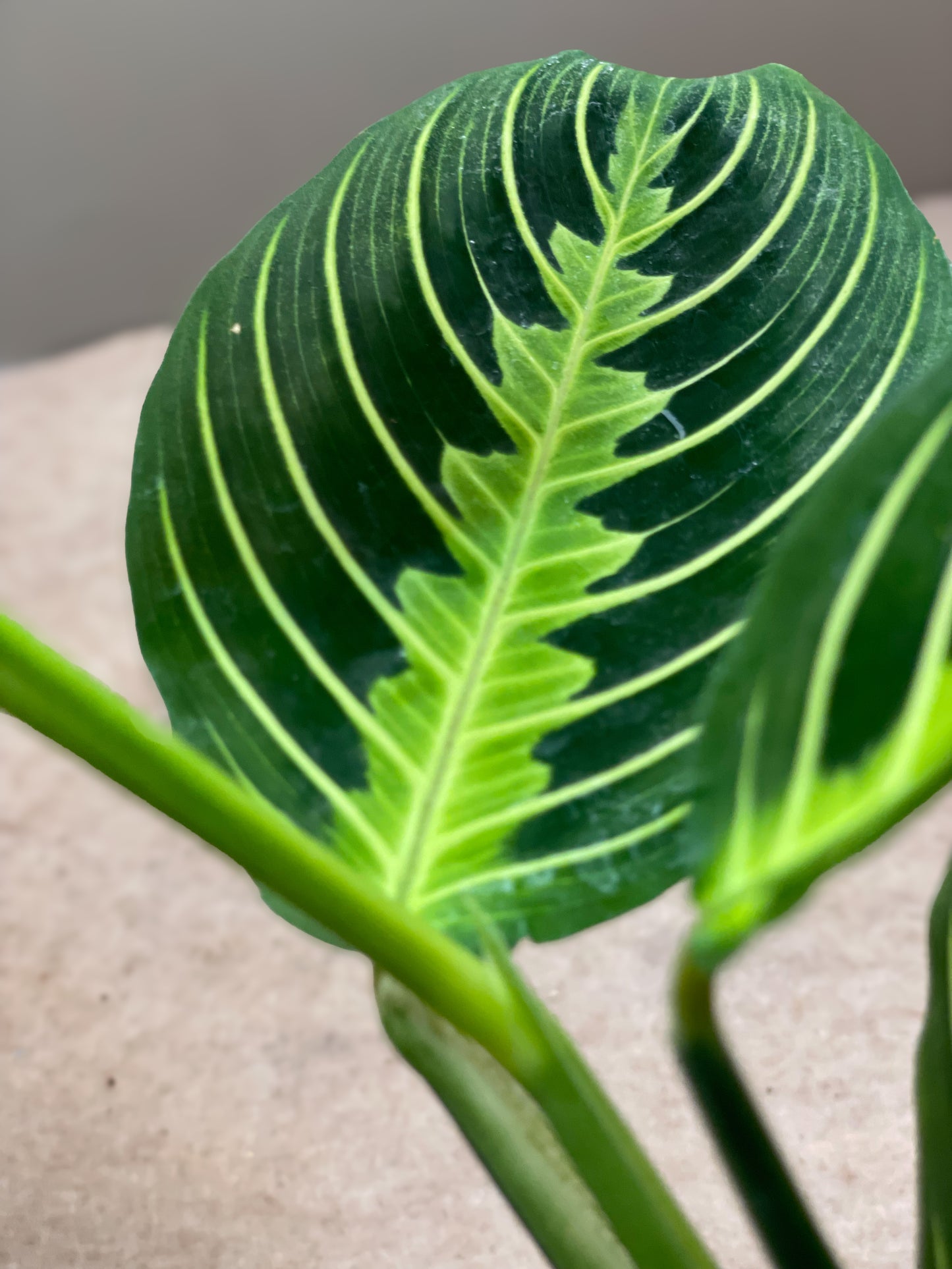 Lemon Maranta (Prayer Plant)