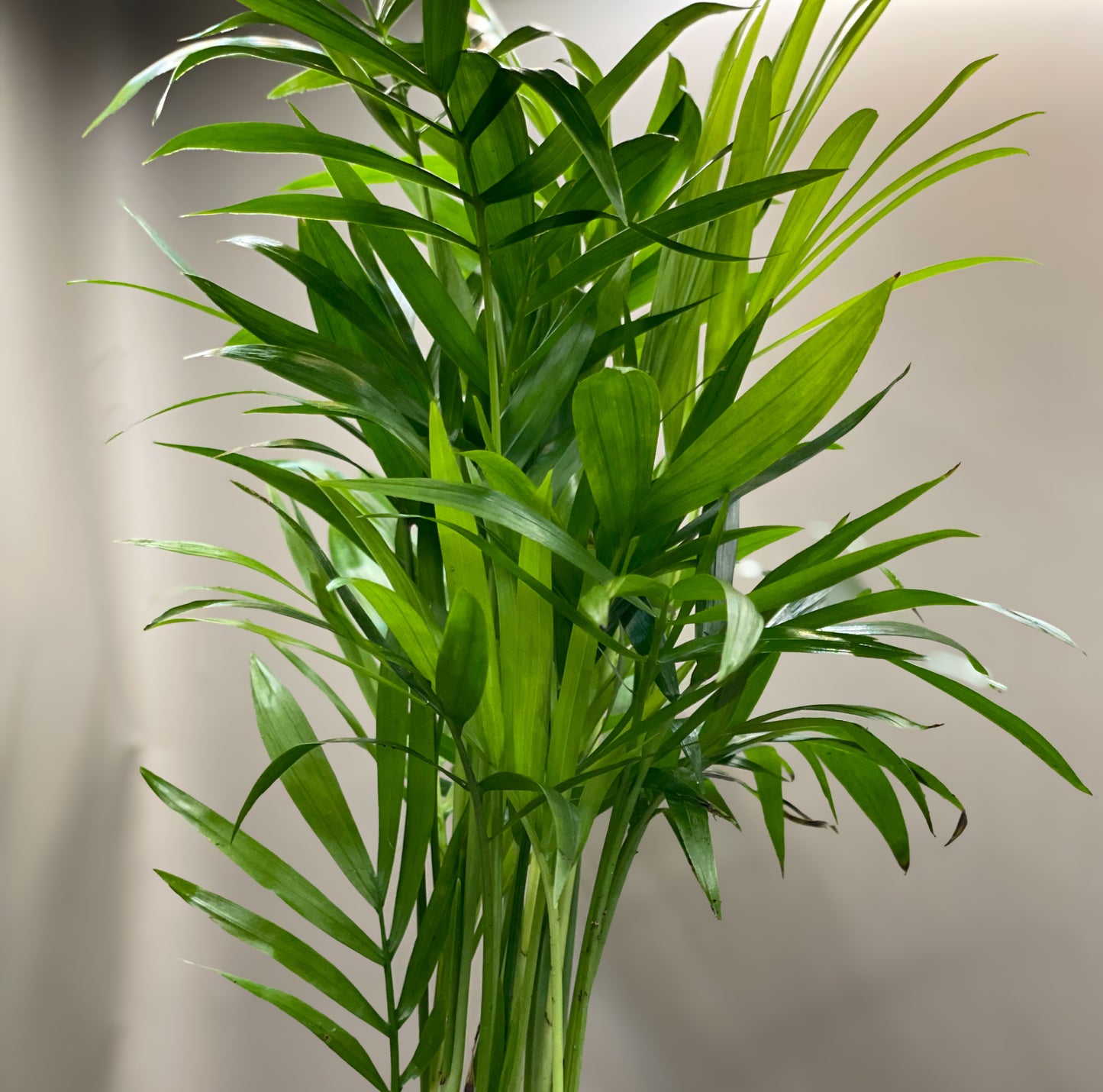 Neanthe Bella Paulour Palm