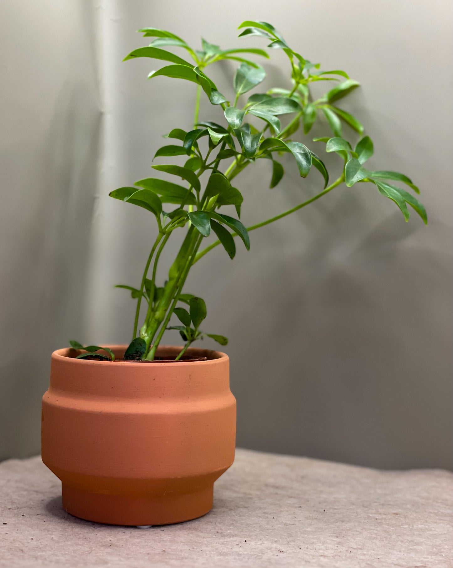 Schefflera Arboricola (Dwarf Umbrella Tree)