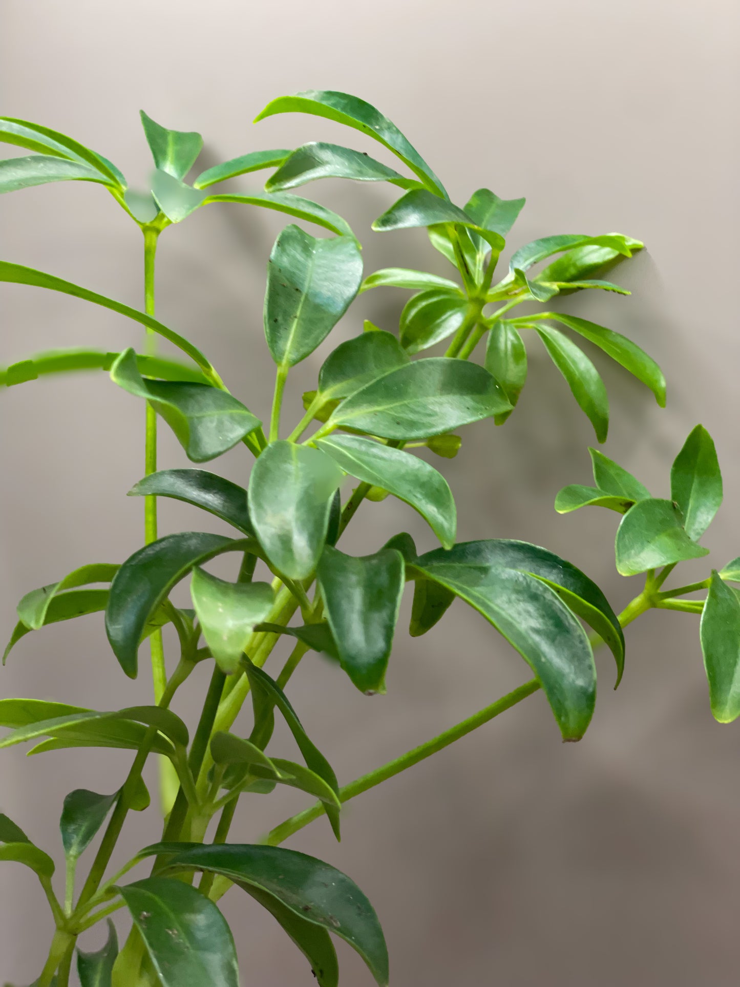 Schefflera Arboricola (Dwarf Umbrella Tree)