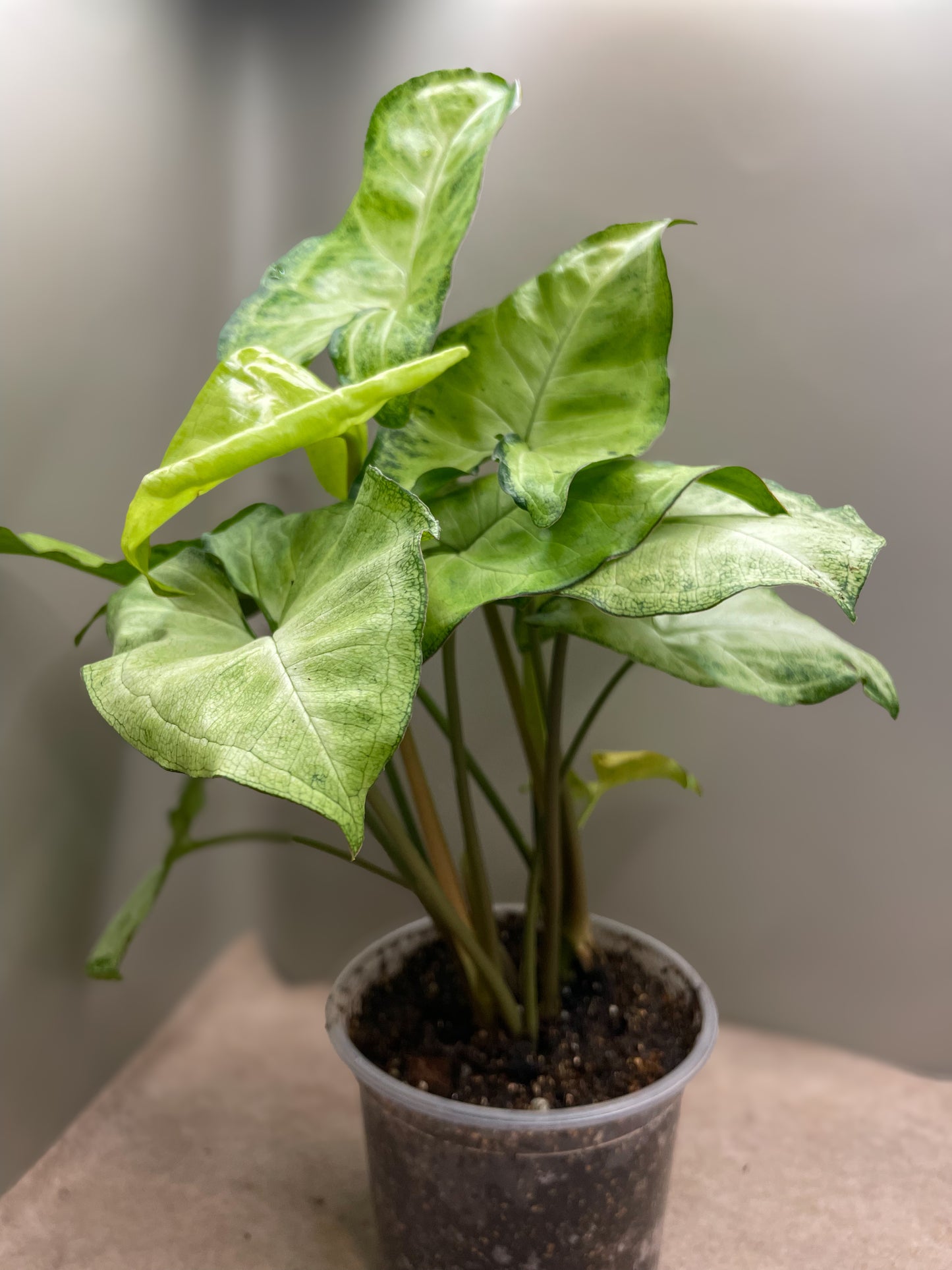 White Butterfly Syngonium