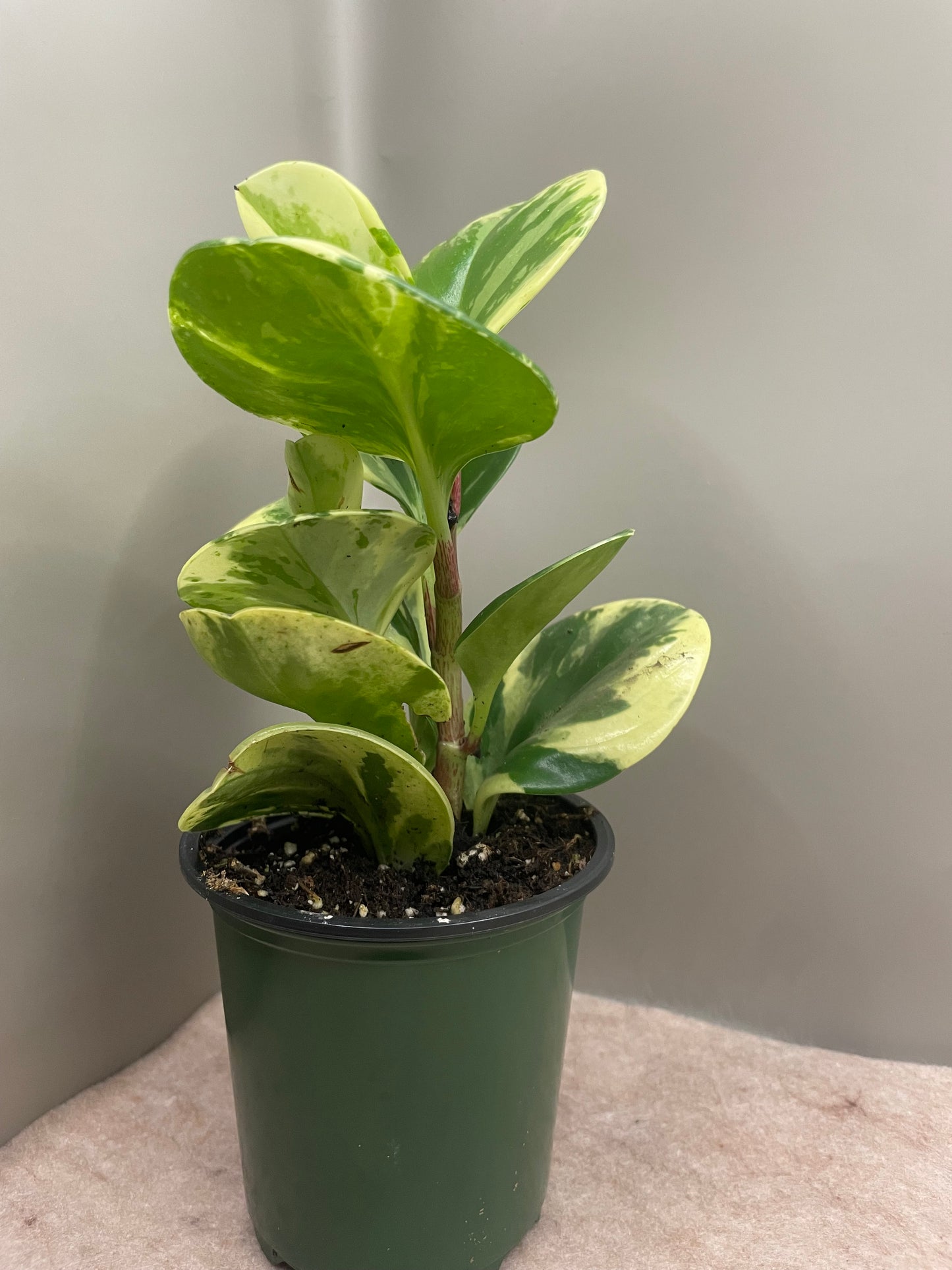 Peperomia Obtusifolia Marble