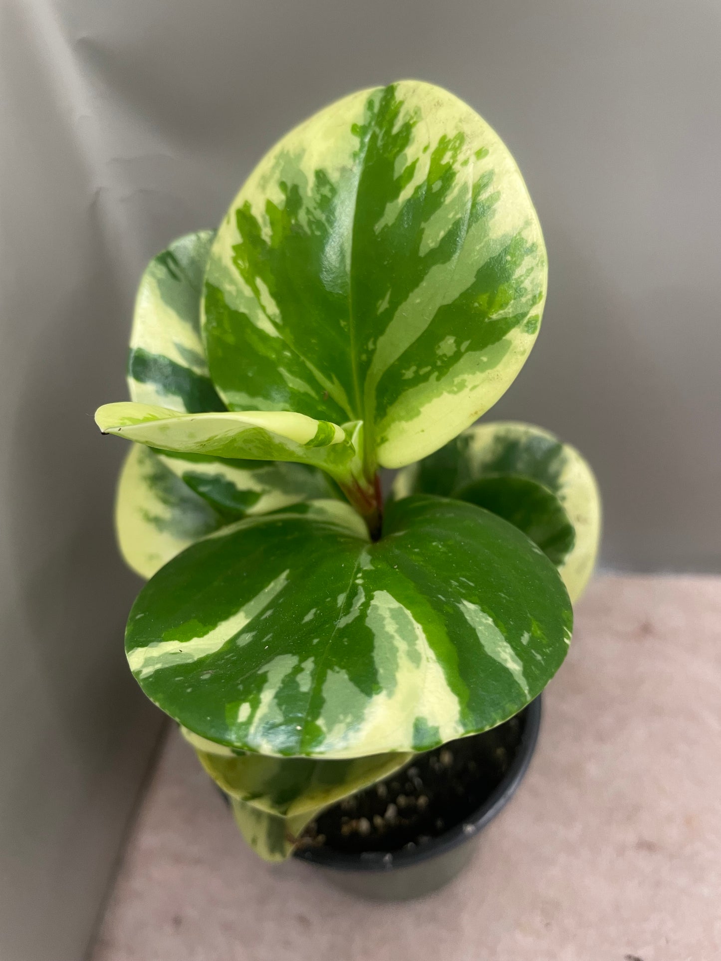 Peperomia Obtusifolia Marble
