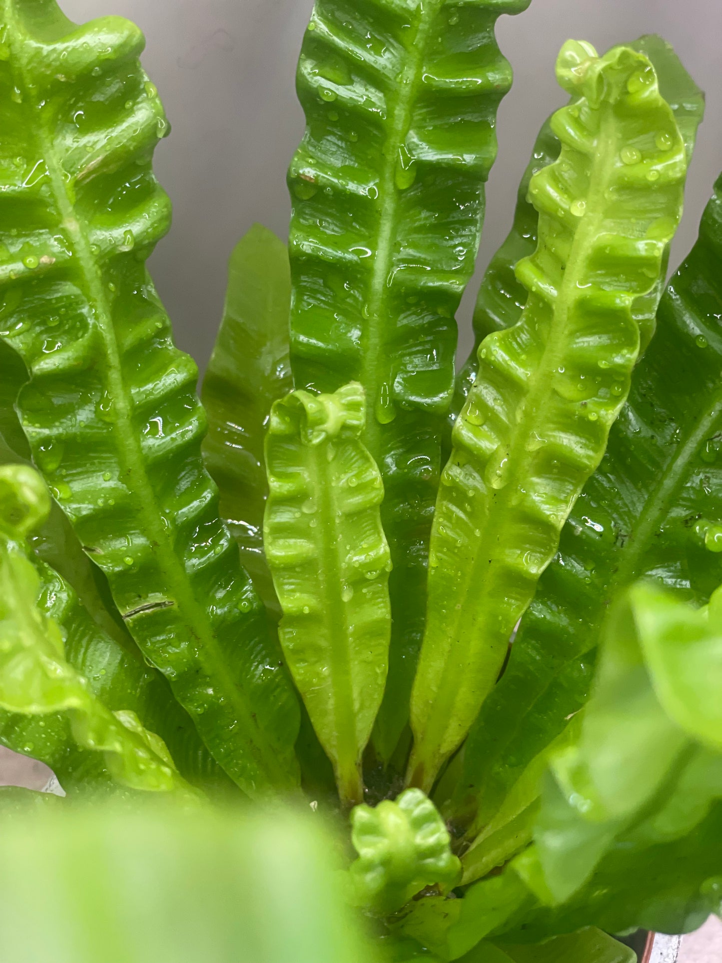 Crispy Wave Japanese Asplenium Nidus Fern