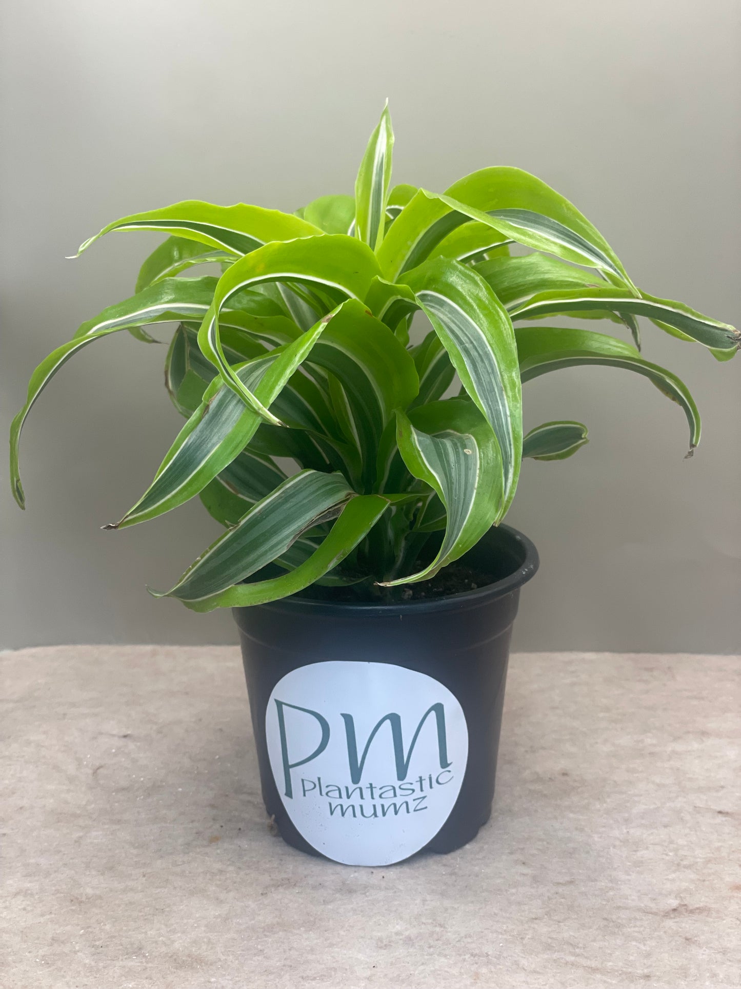 Dracaena Yellow Tornado