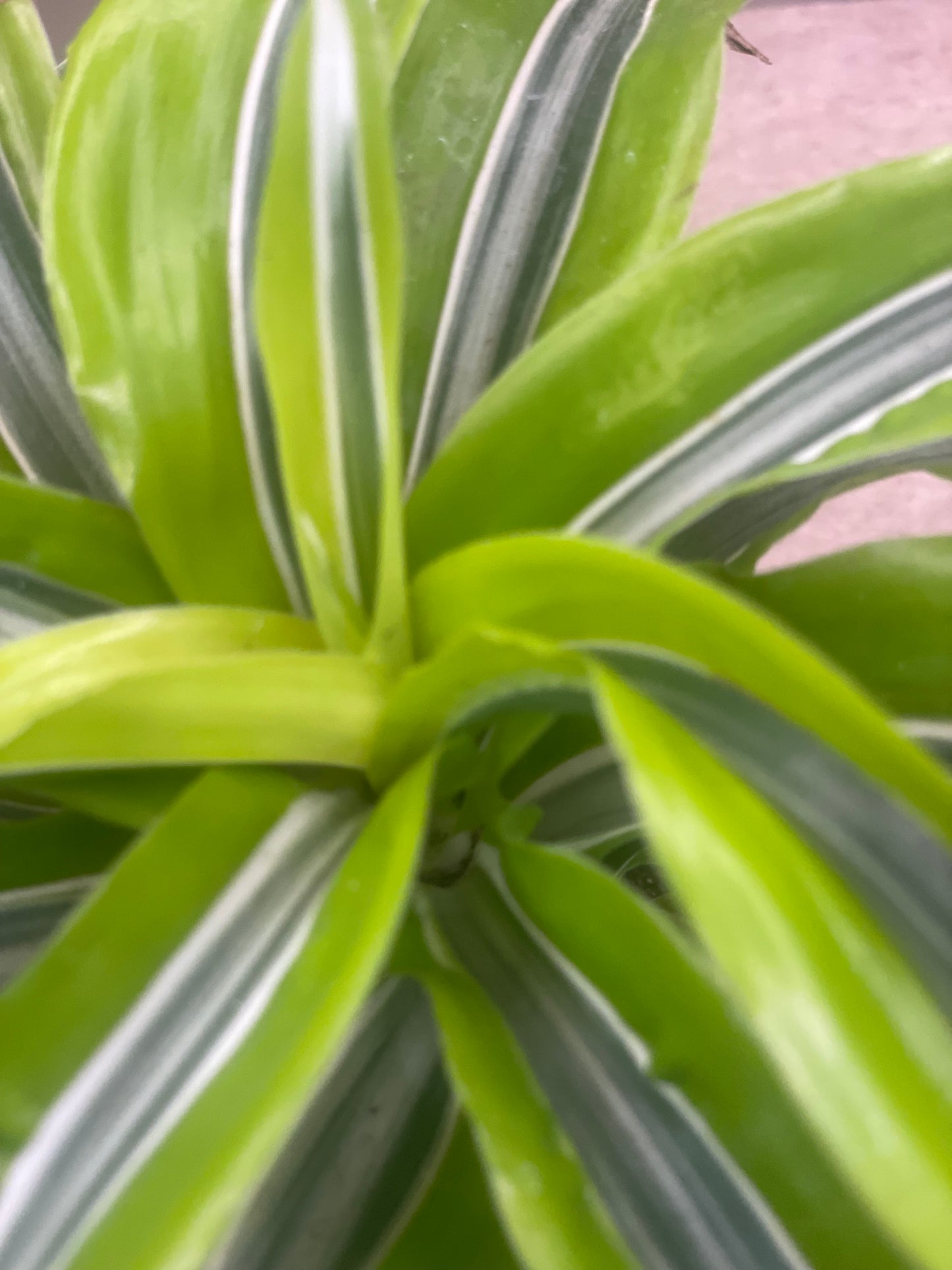Dracaena Yellow Tornado