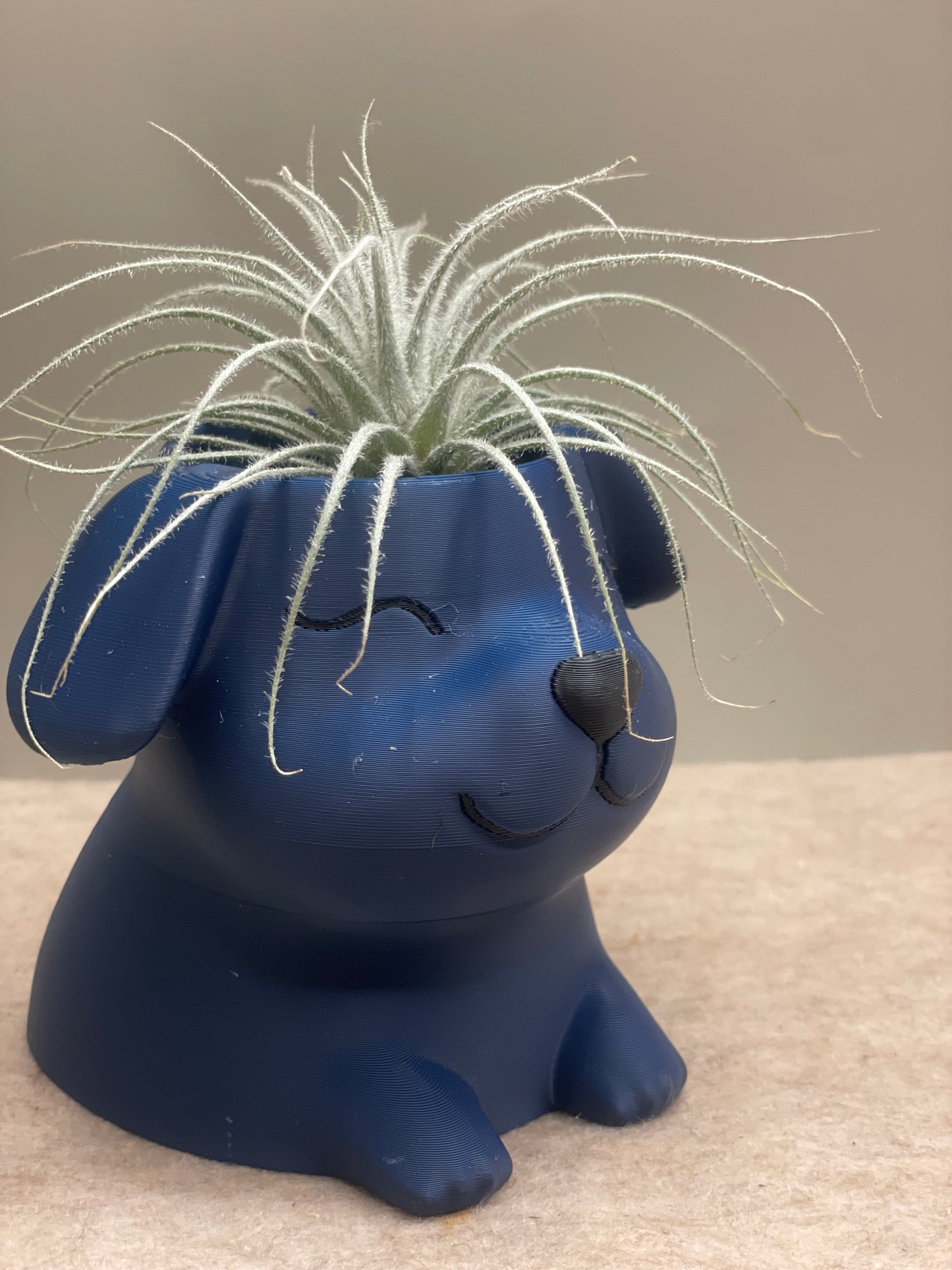 Small Tillandsia Tectorum Ecuador Air Plant