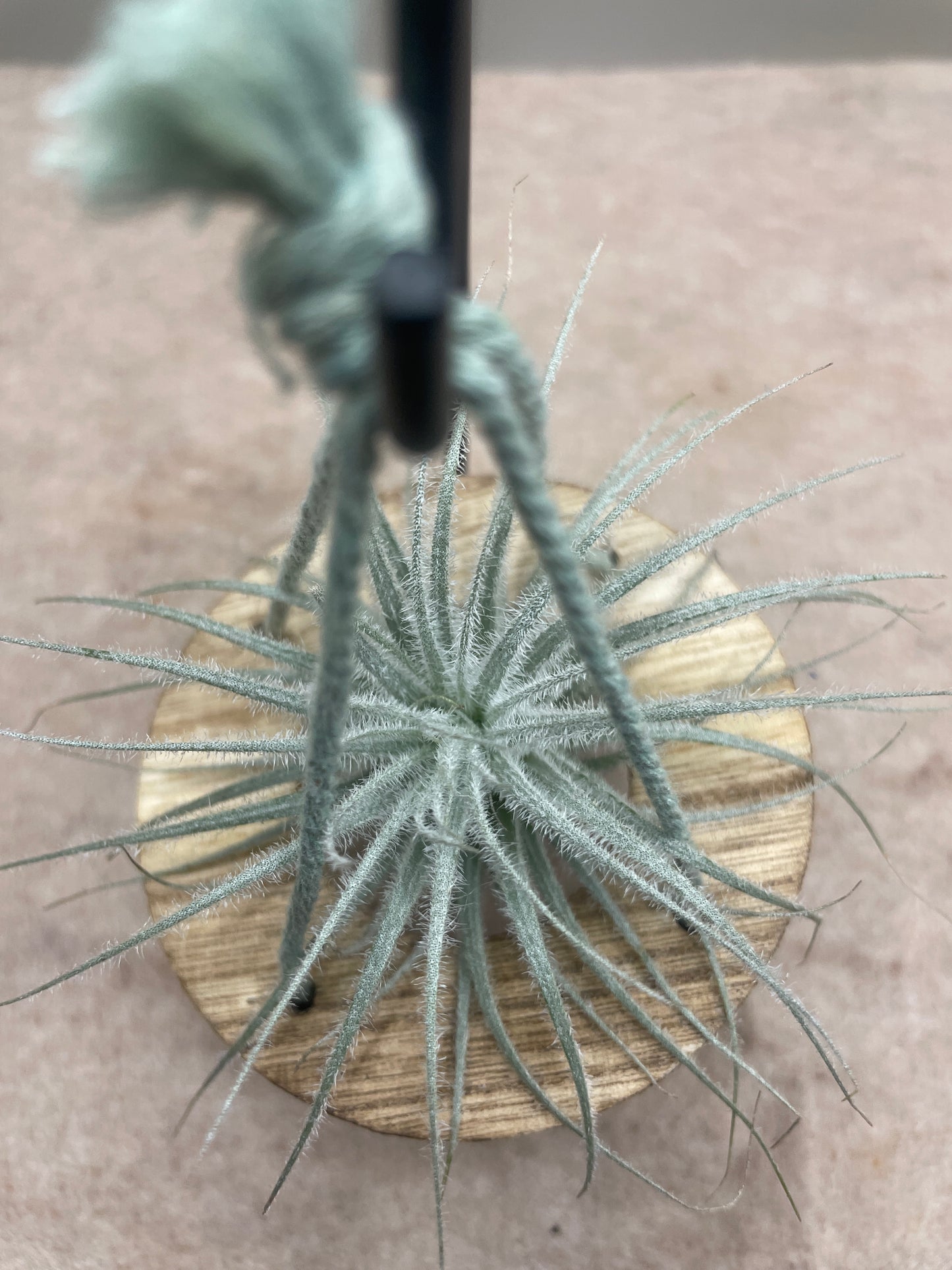 Small Tillandsia Tectorum Ecuador Air Plant
