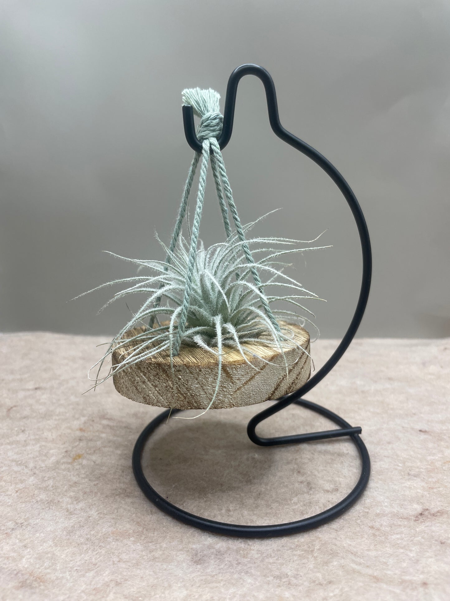 Small Tillandsia Tectorum Ecuador Air Plant