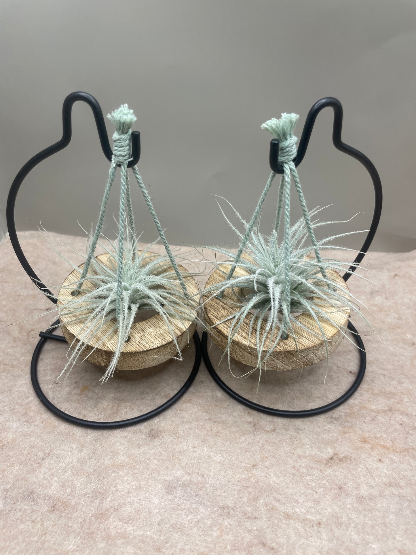 Small Tillandsia Tectorum Ecuador Air Plant