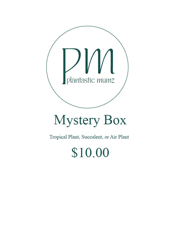 Mystery Box
