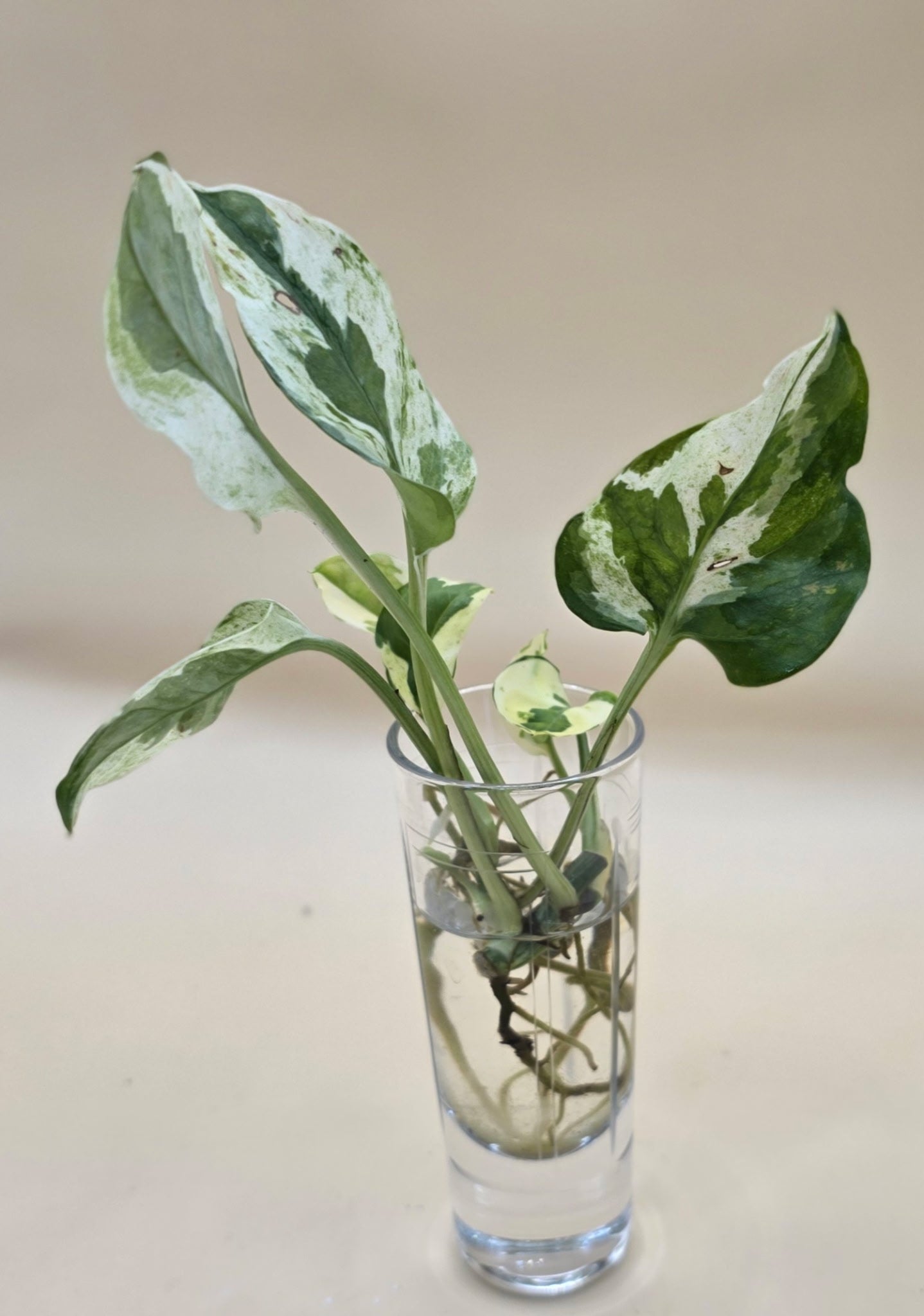 Pearls and Jade Pothos