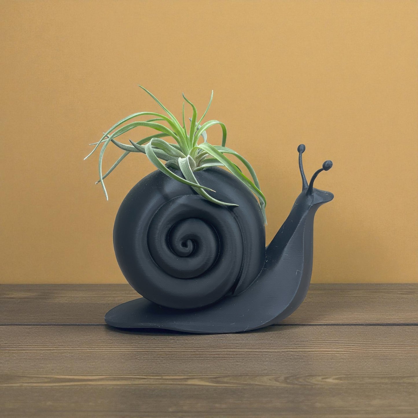 Tillandsia Capitata Peach Air Plant in 3D Snail