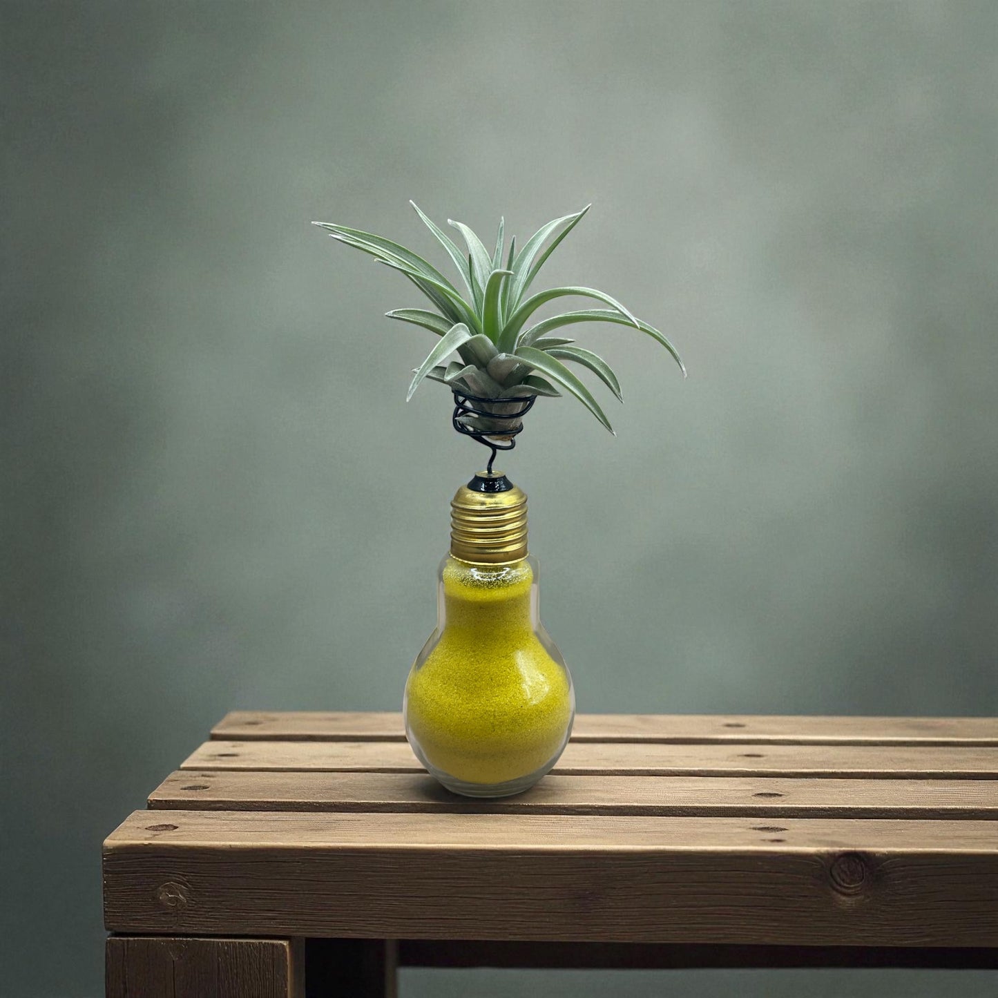 Tillandsia Velutina Air Plant on a Light Bulb