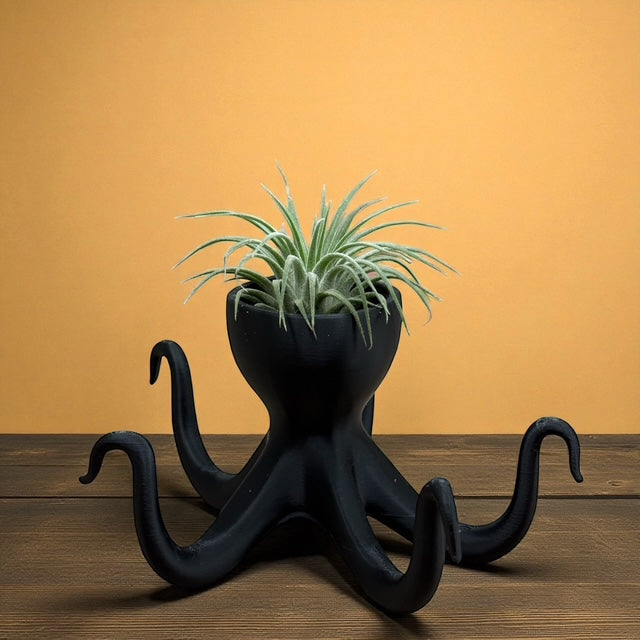 Tillandsia Ionantha Rubra Air Plant in Black 3D Octopus