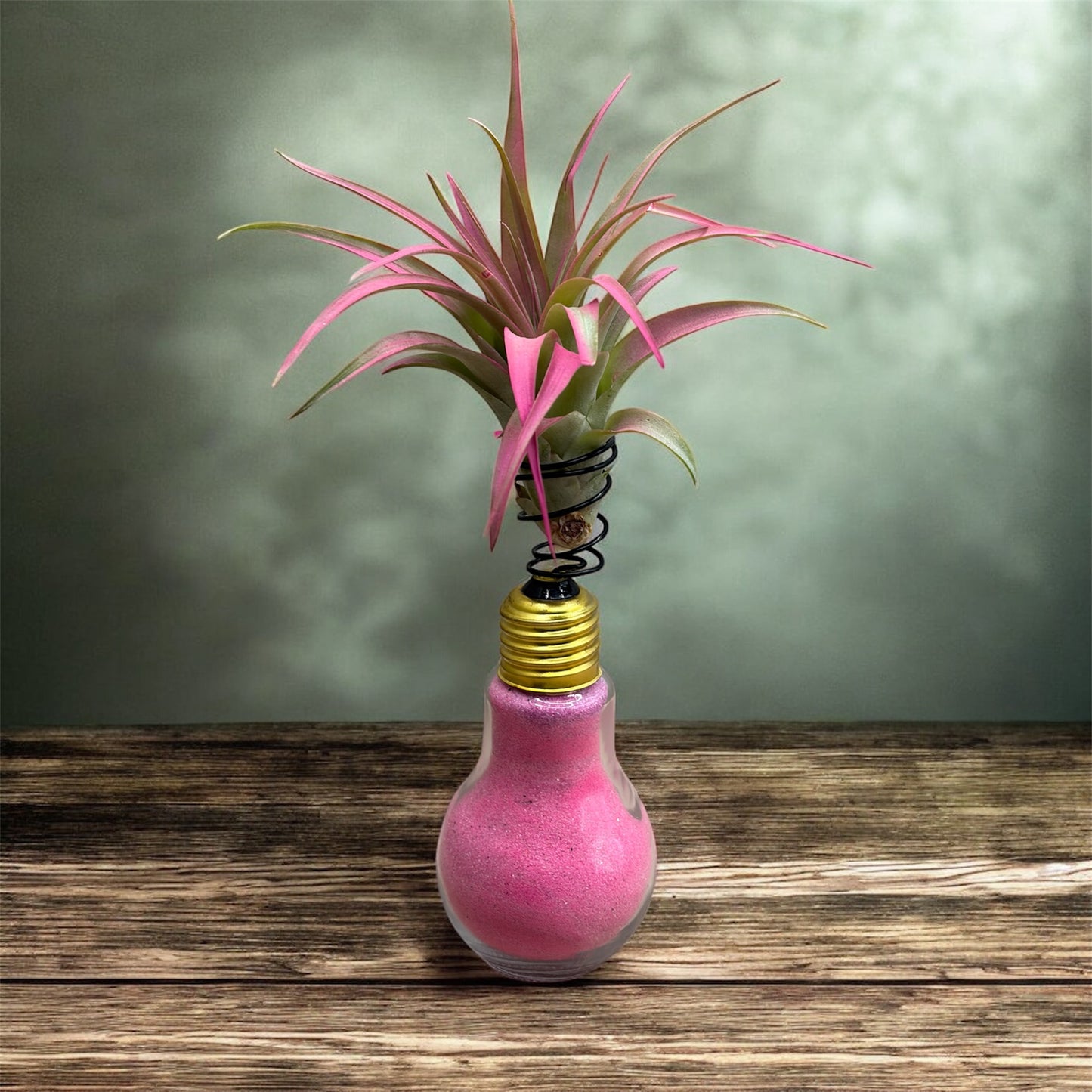 Pink Tillandsia Brachycaulos Air Plant on a Light Bulb (Pink)