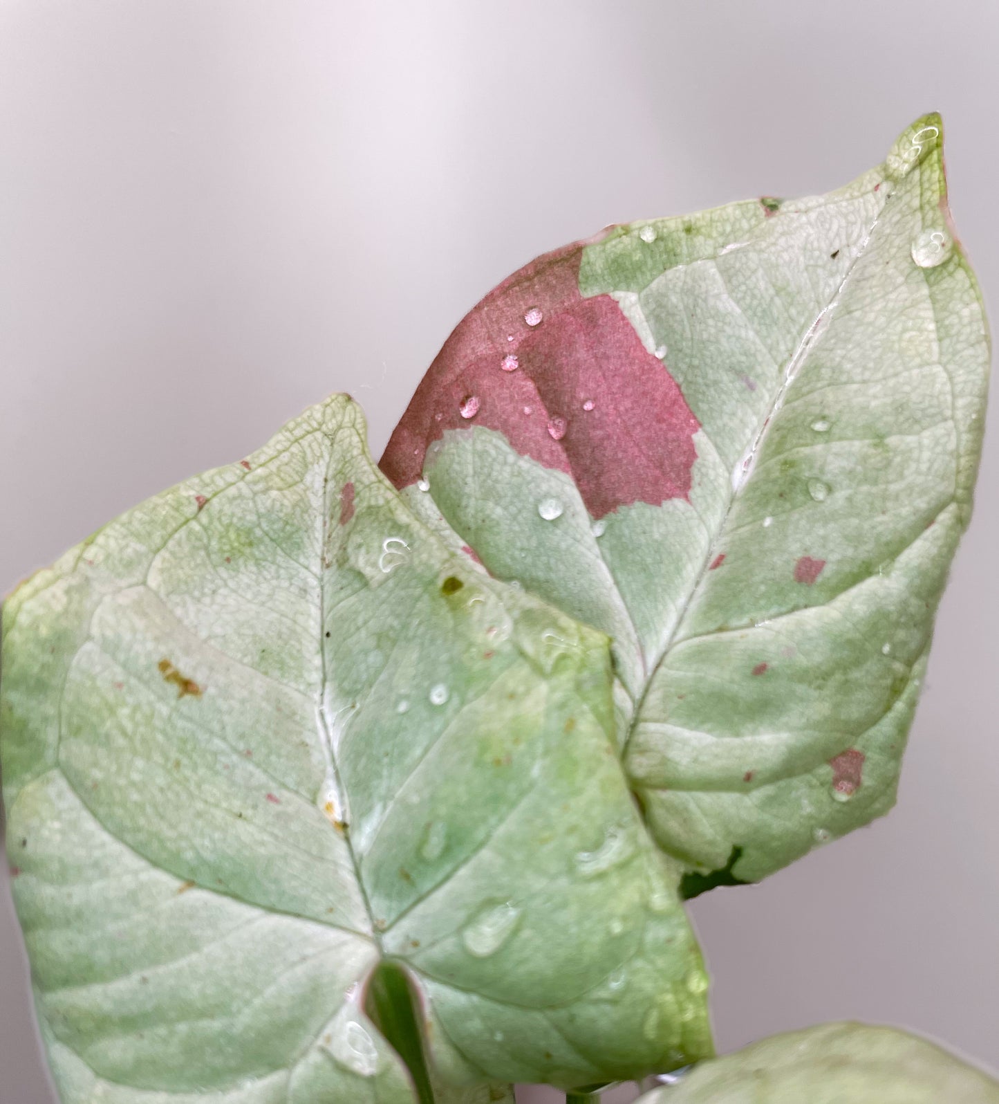 Syngonium Milk Confetti