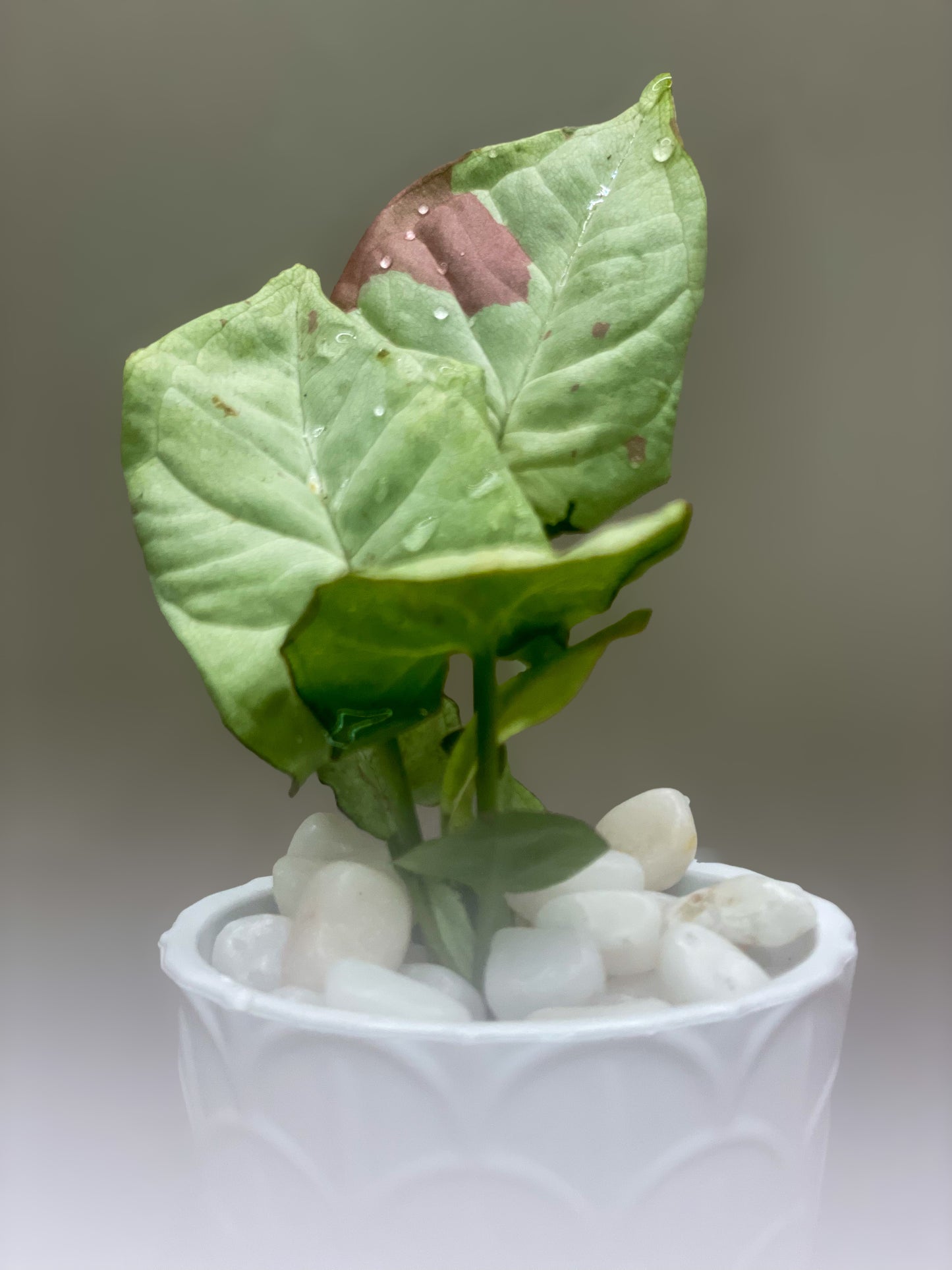 Syngonium Milk Confetti